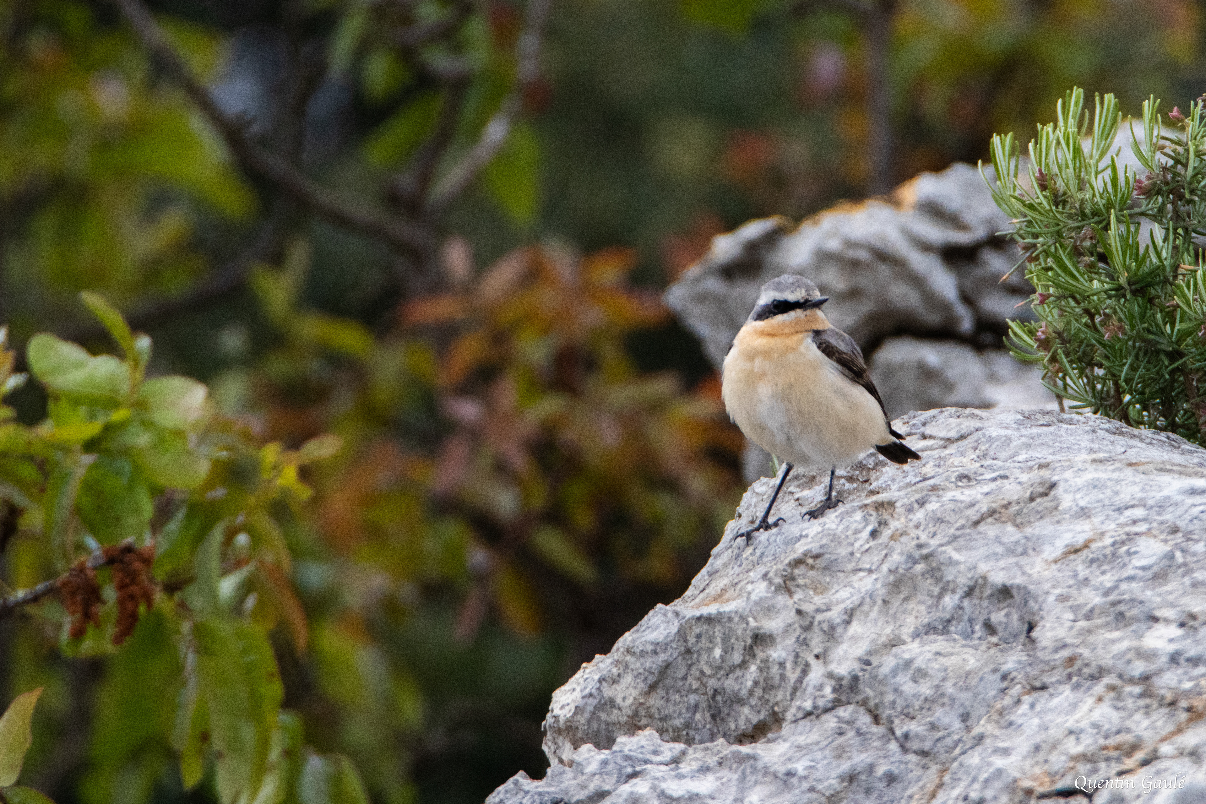Traquet motteux (Oenanthe oenanthe) - Montpeyroux (34)