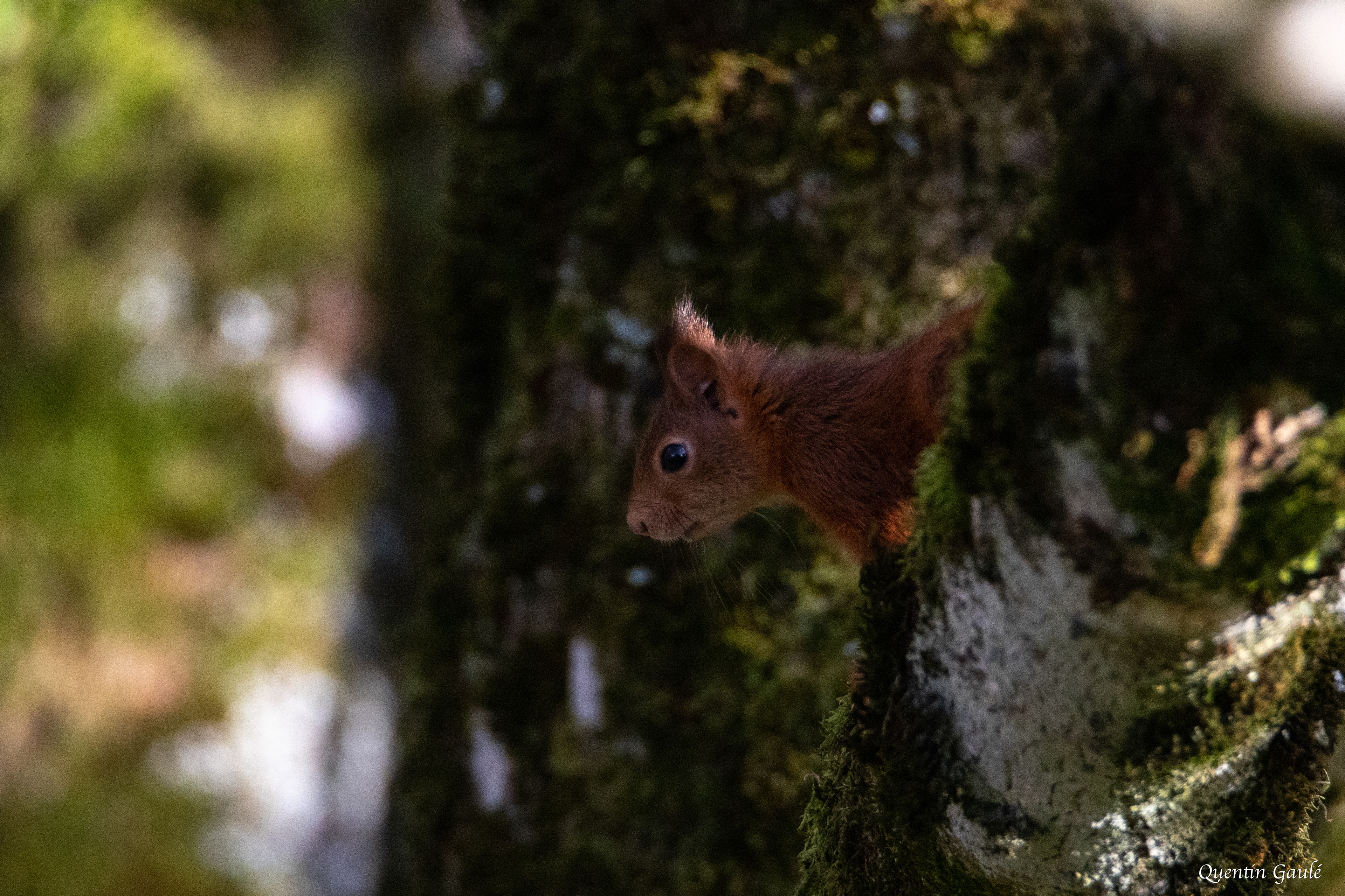 Écureuil roux (Sciurus vulgaris) - Langres (52)