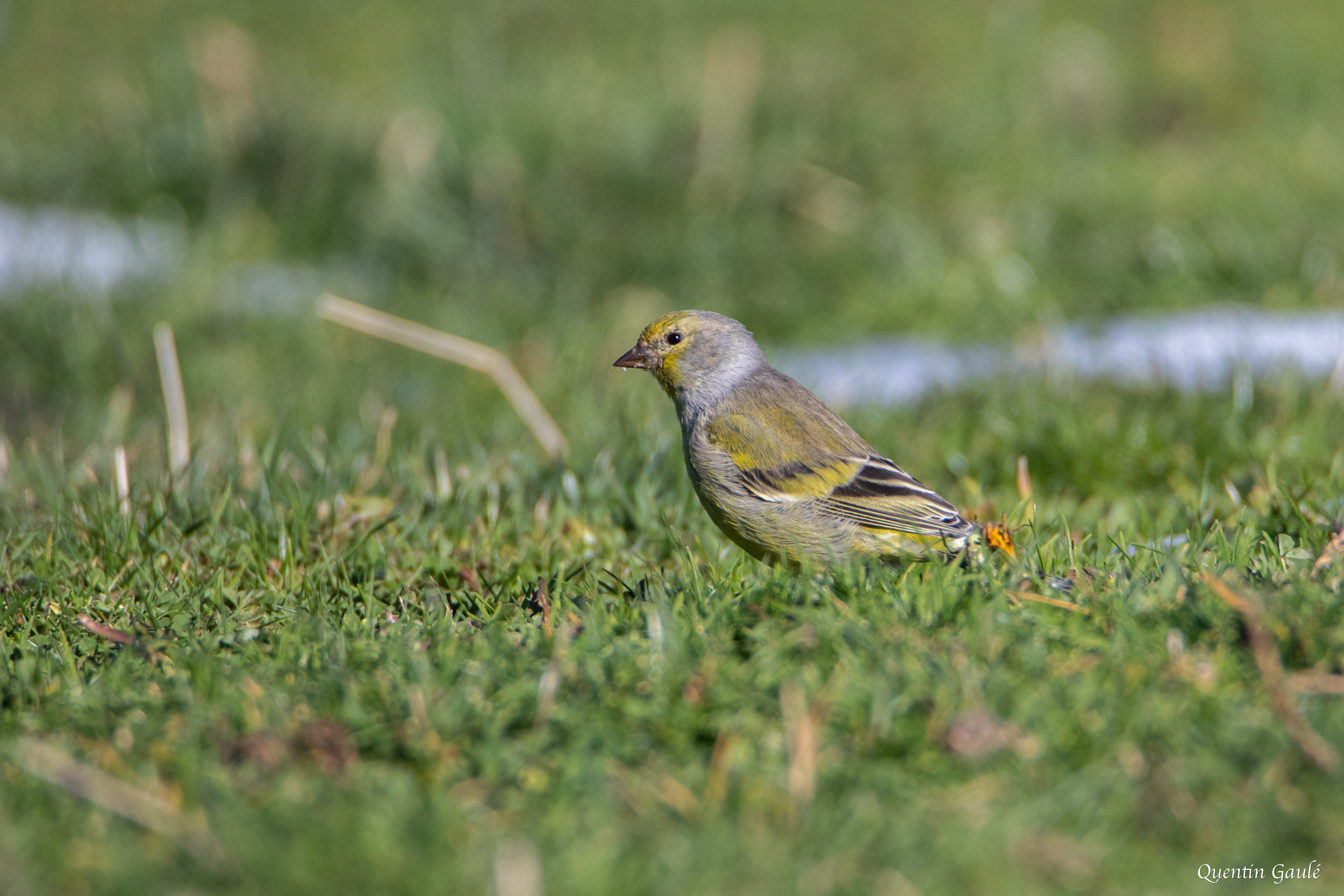 Venturon montagnard (Carduelis citrinella) - La Pierre Saint-Martin, Arette, Pyrénées-Atlantiques (64)