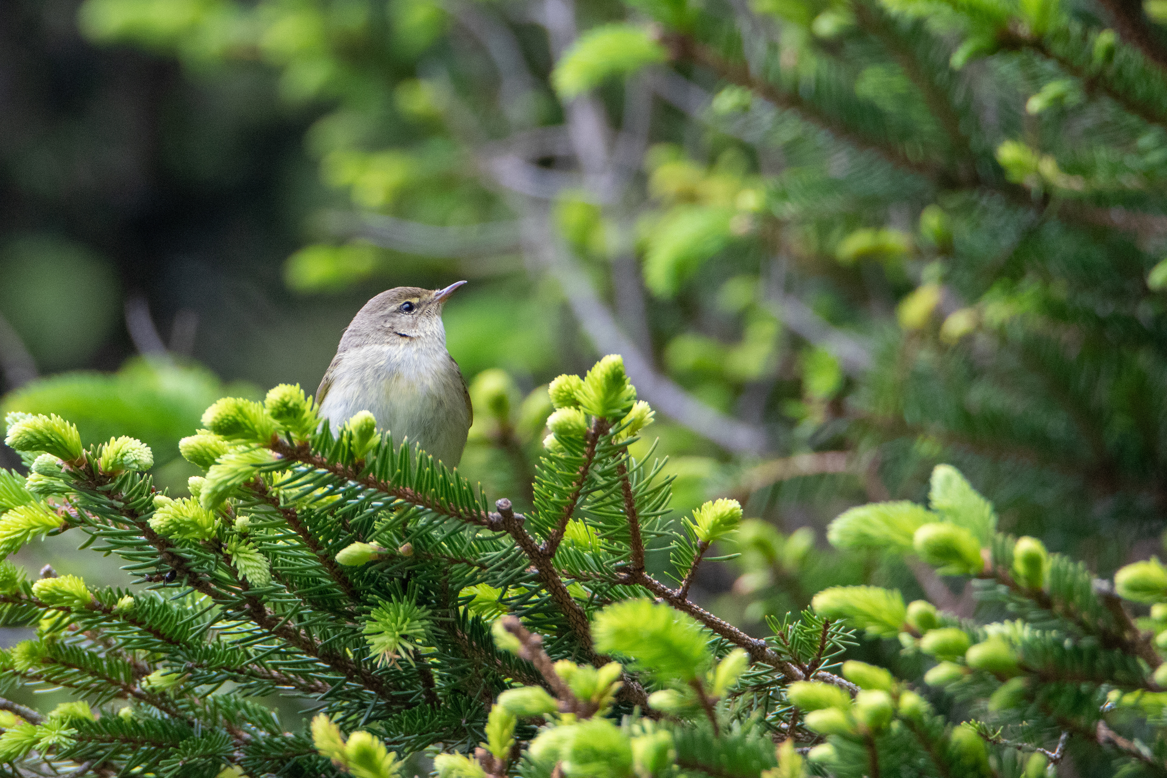 Pouillot fitis (Phylloscopus trochilus) - Gourette, Eaux-Bonnes (64)
