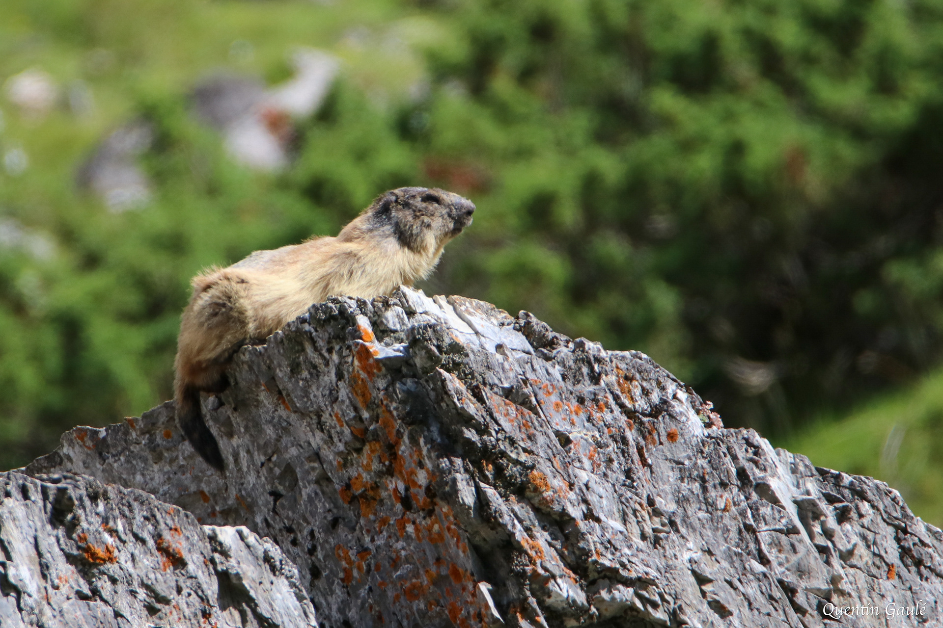 Marmotte des Alpes (Marmota marmota) - Lac des Gloriettes, Gèdre (65)