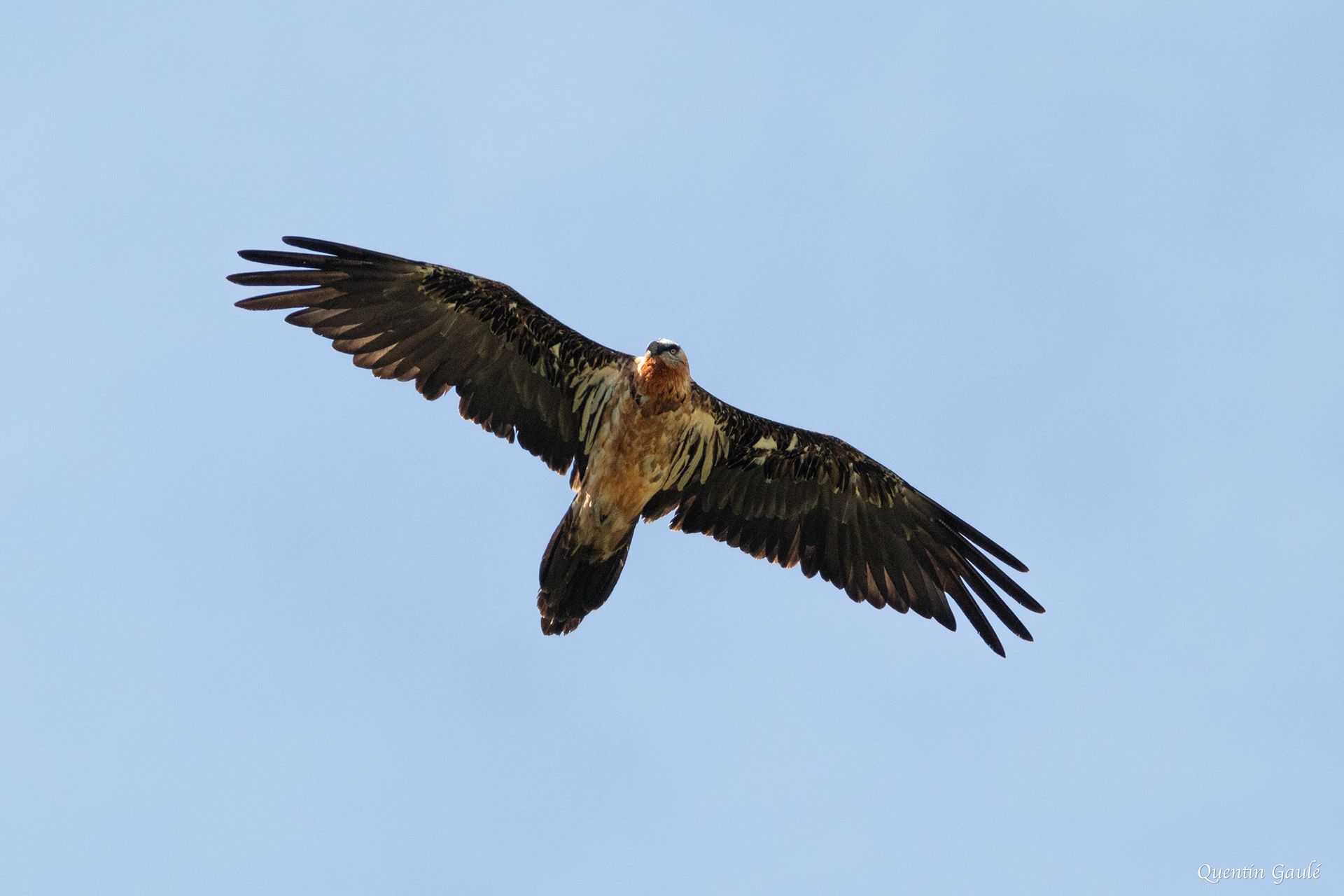 Gypaète barbu (Gypaetus barbatus) - Étang d'Eychelle, Bethmale, Ariège (09)