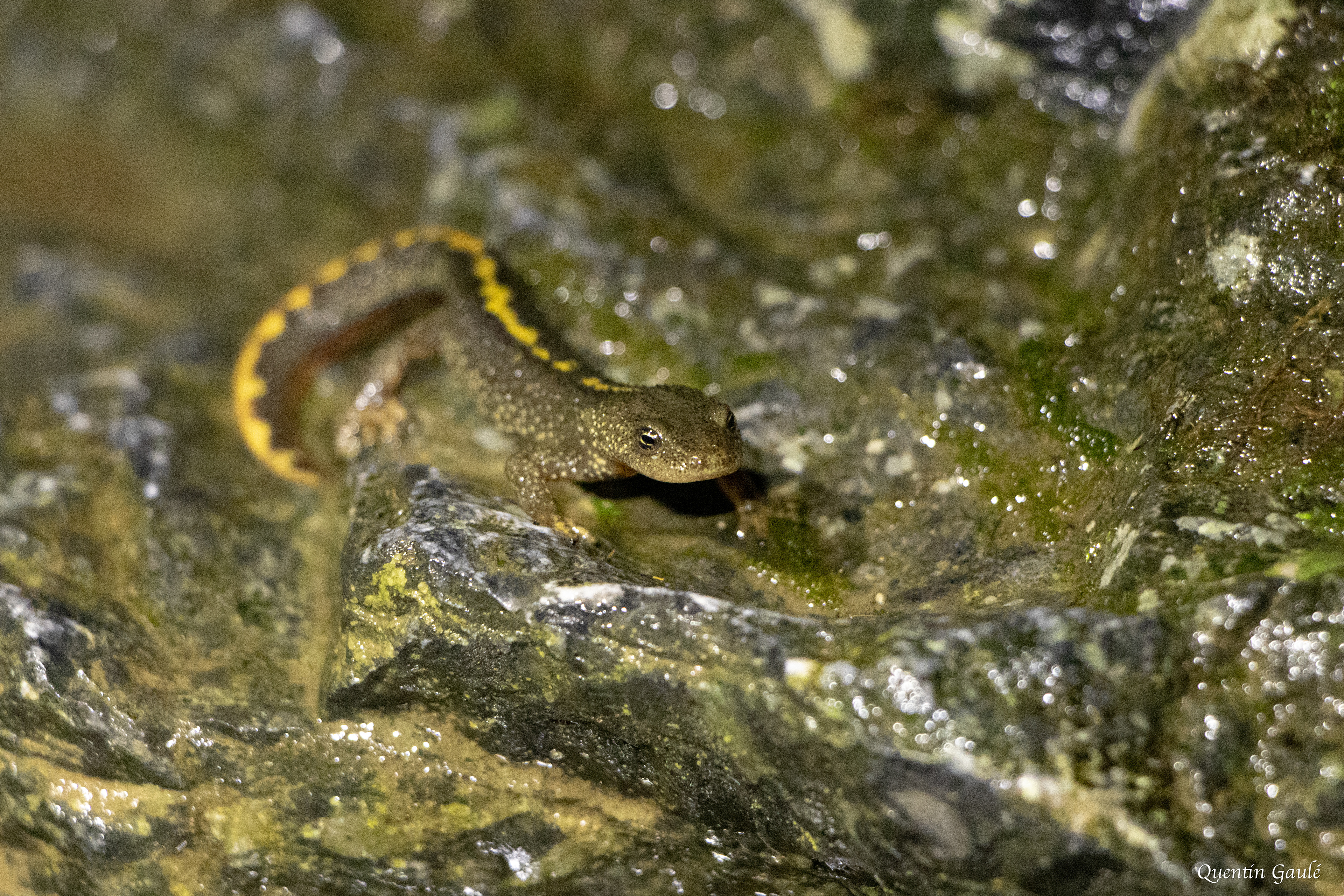 Calotriton des Pyrénées (Calotriton asper) - Sarrance (64)