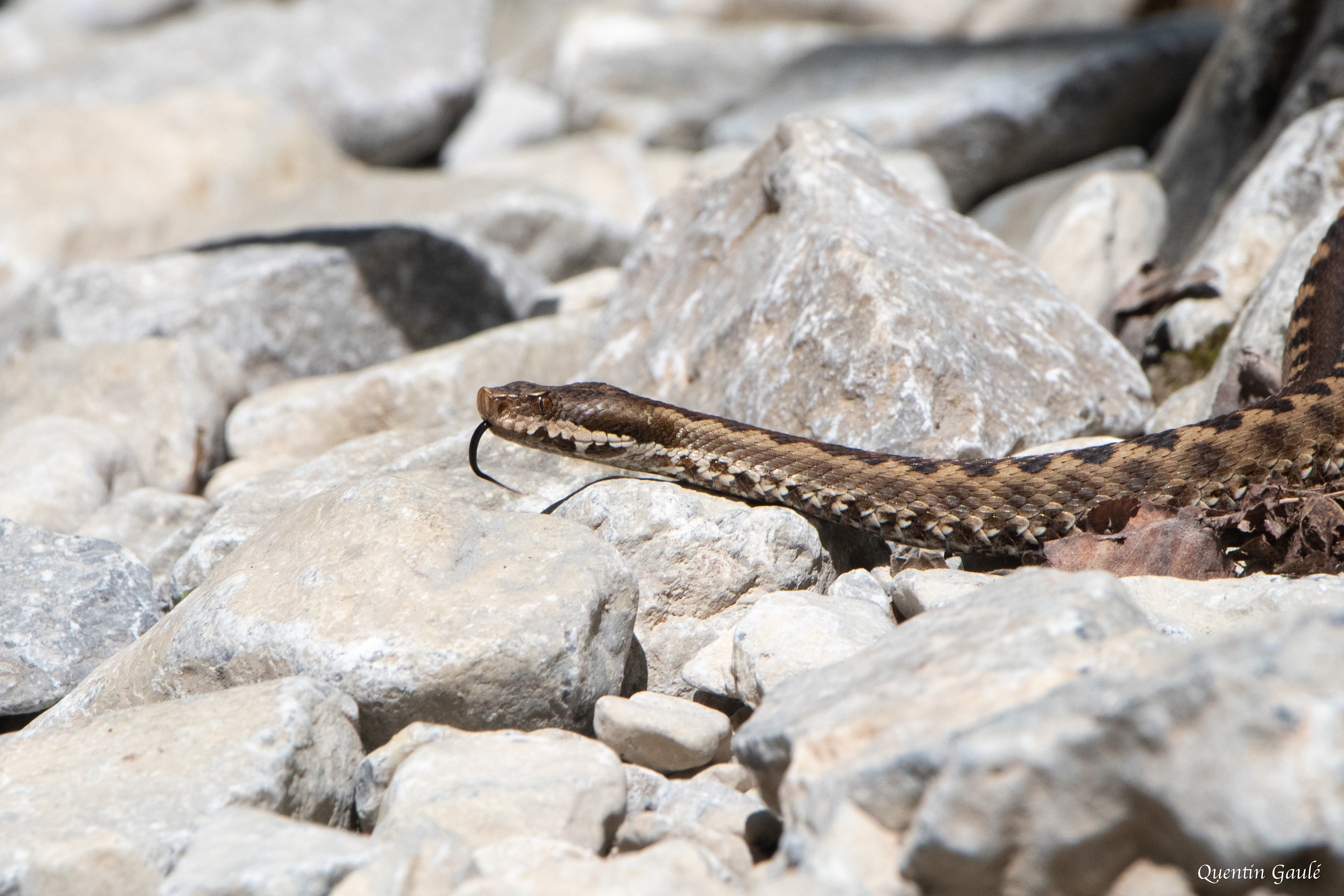 Vipère aspic (Vipera aspis) - Etsaut, Pyrénées-Atlantiques (64)
