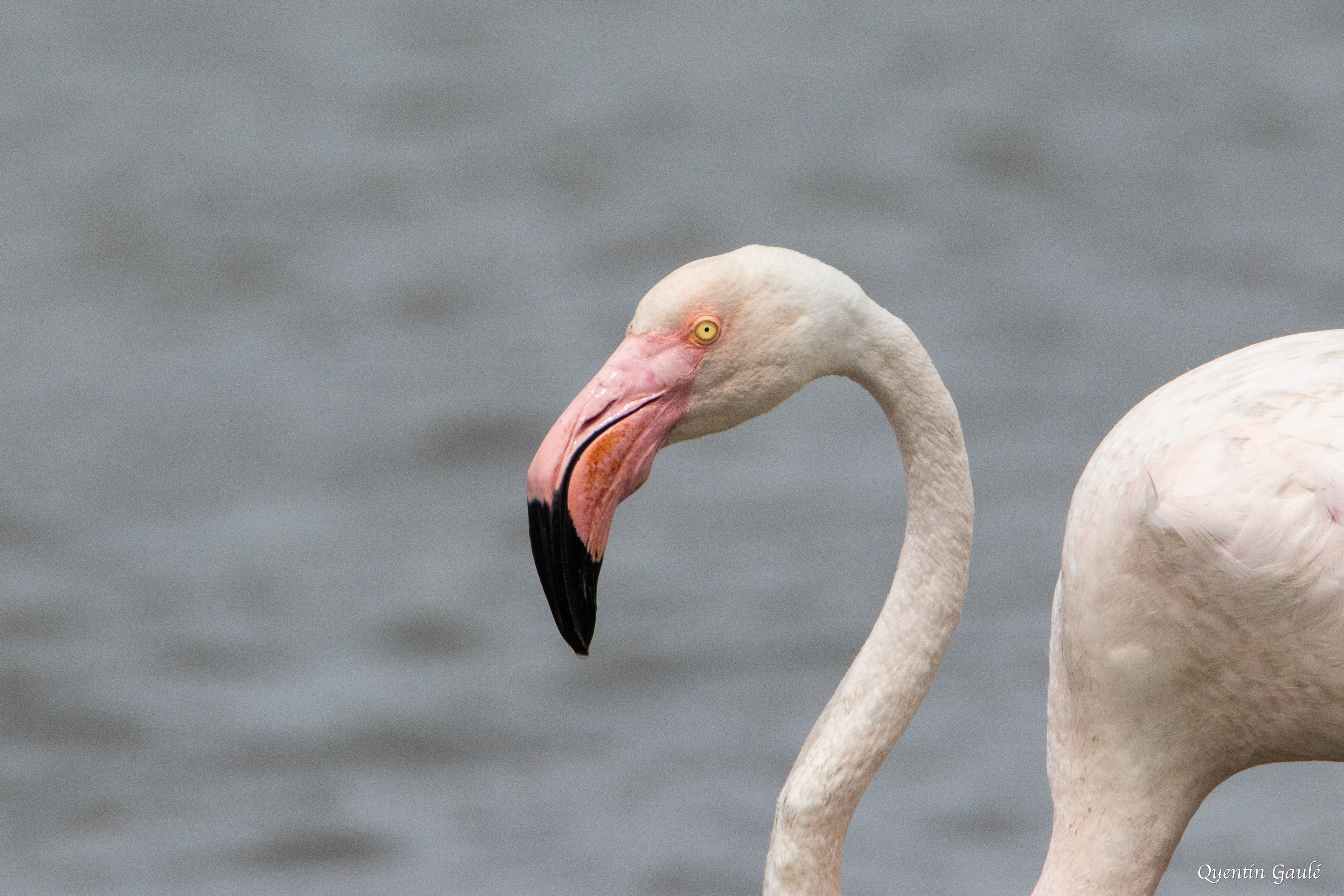 Flamant rose (Phoenicopterus roseus) - Parc ornithologique du Pont de Gau, Bouches-du-Rhône (13)