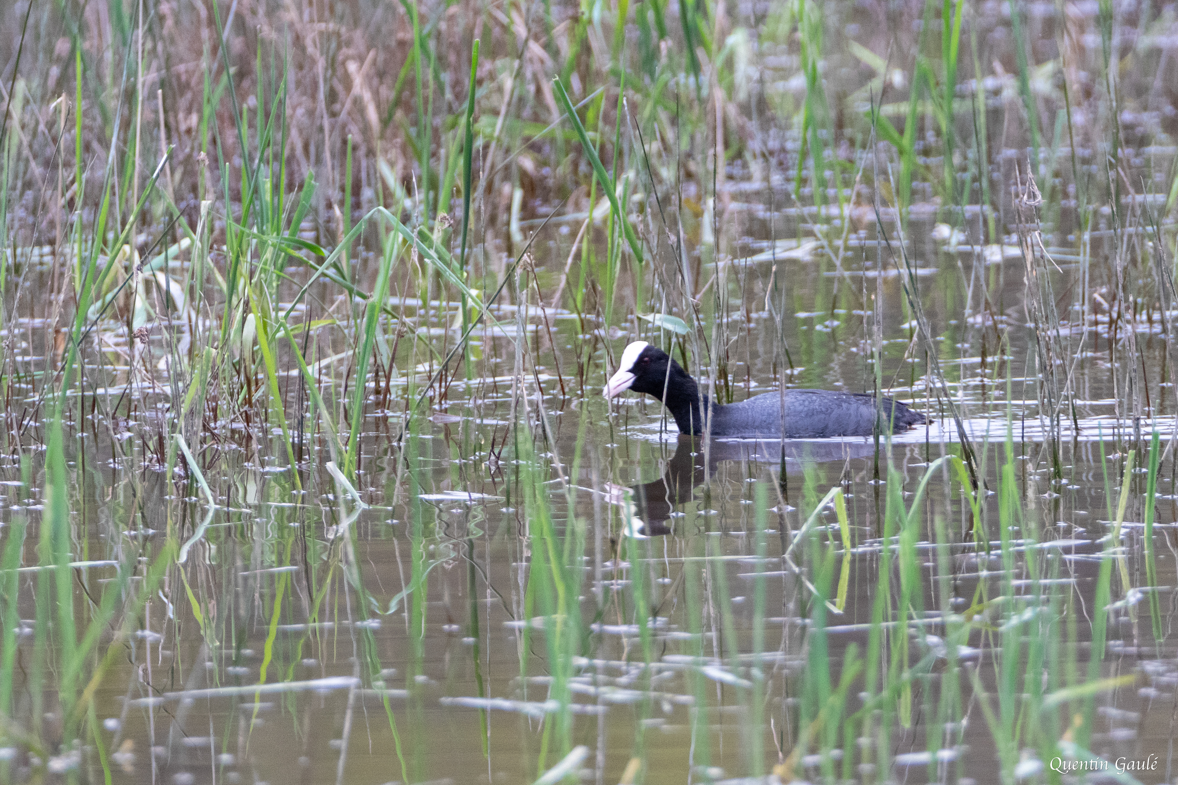 Foulque macroule (Fulica atra) - Étang de Malzoné, Millançay, Loir-et-Cher (41)