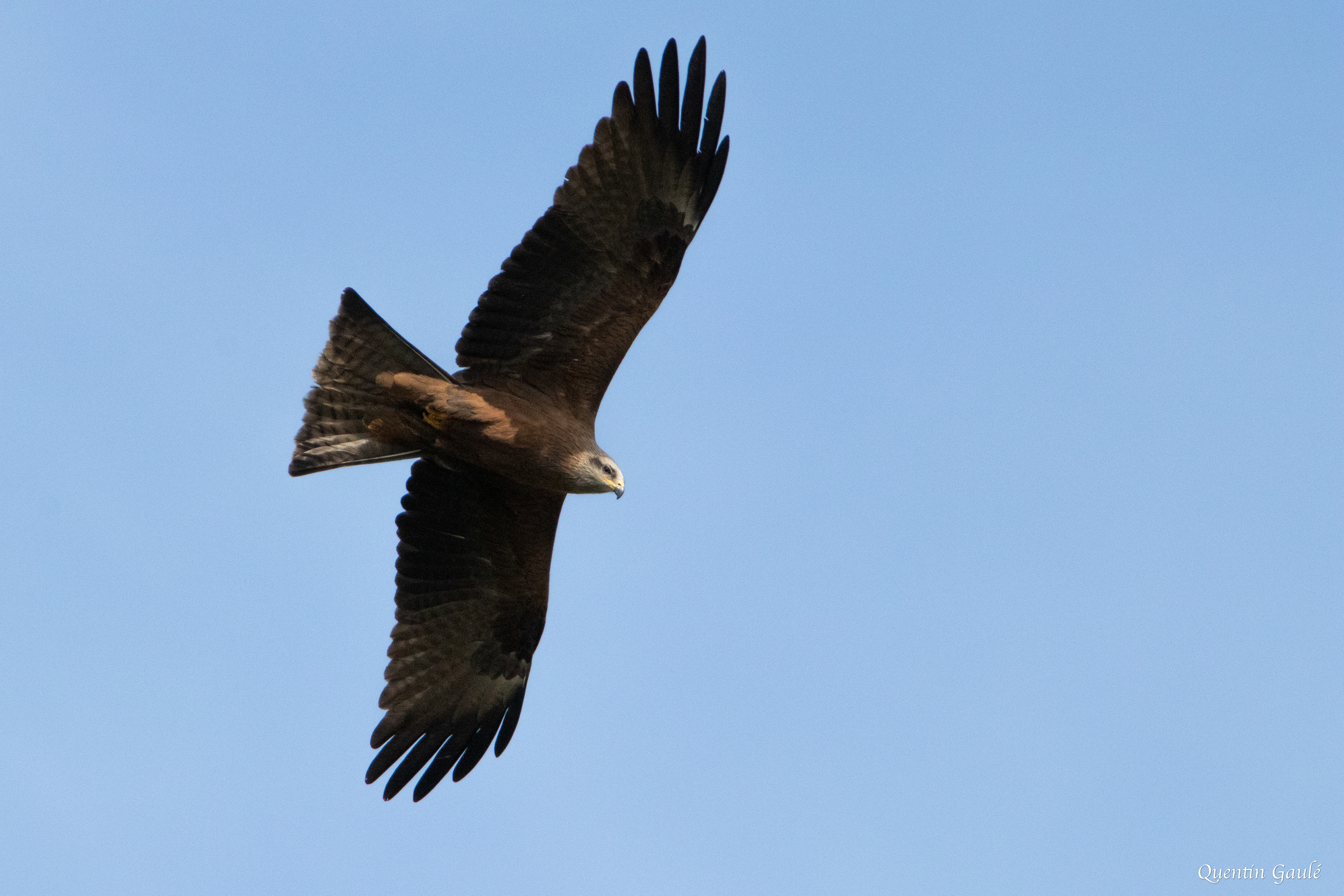 Milan noir (Milvus migrans) - Peigney, Haute-Marne (52)