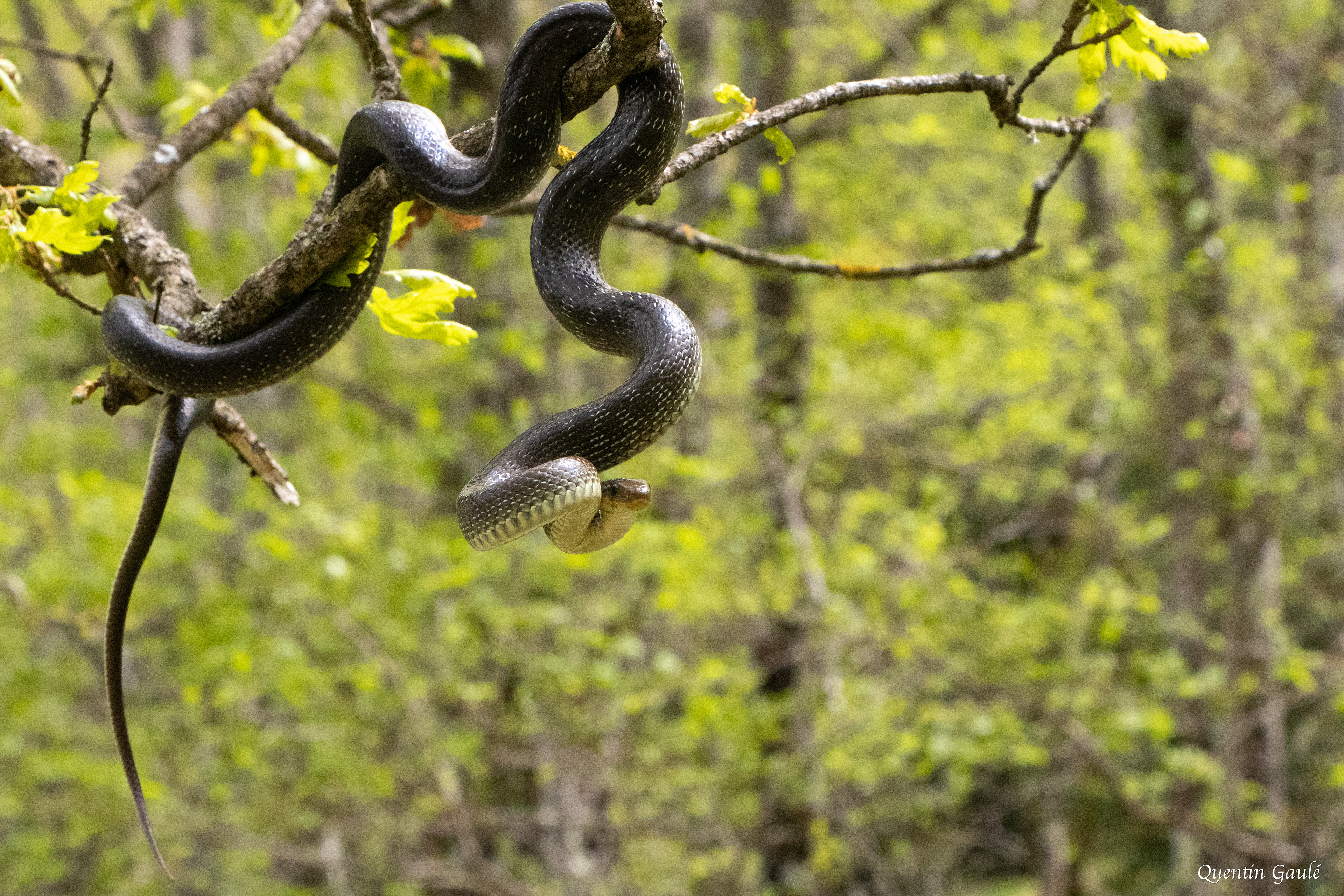 Couleuvre d'Esculape (Zamenis longissimus) - Etsaut, Pyrénées-Atlantiques (64)