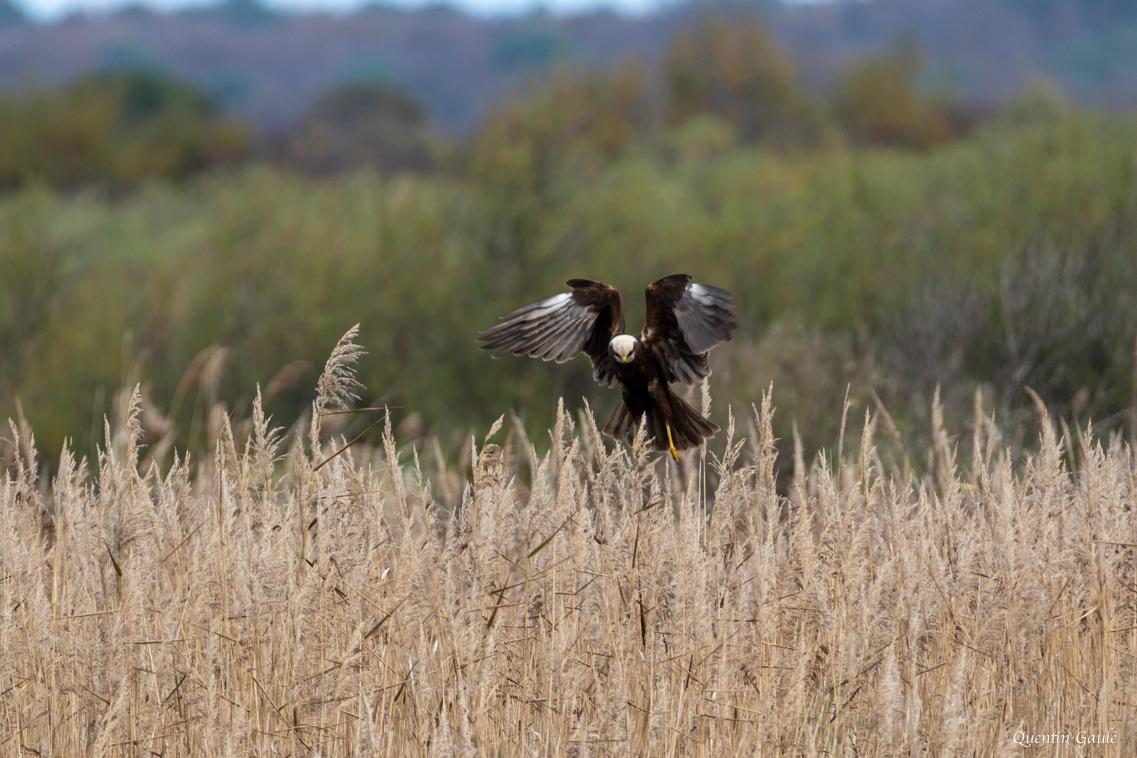 Busard des roseaux (Circus aeruginosus) - Réserve ornithologique du Teich, Gironde (33)