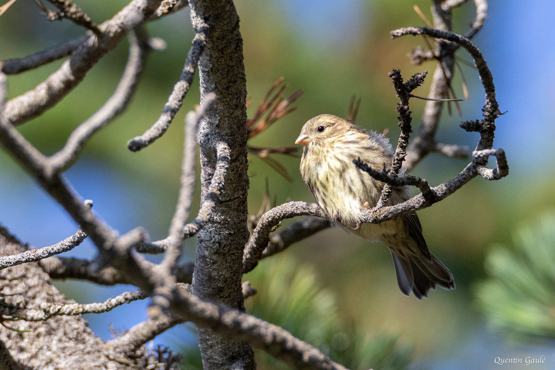 Serin cini (Serinus serinus) - Col de Puymorens, Porté-Puymorens, Pyrénées-Orientales (66)