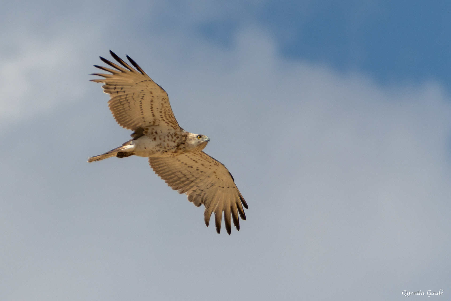 Circaète Jean-le-Blanc (Circaetus gallicus) - Pitillas, Navarre (Espagne)