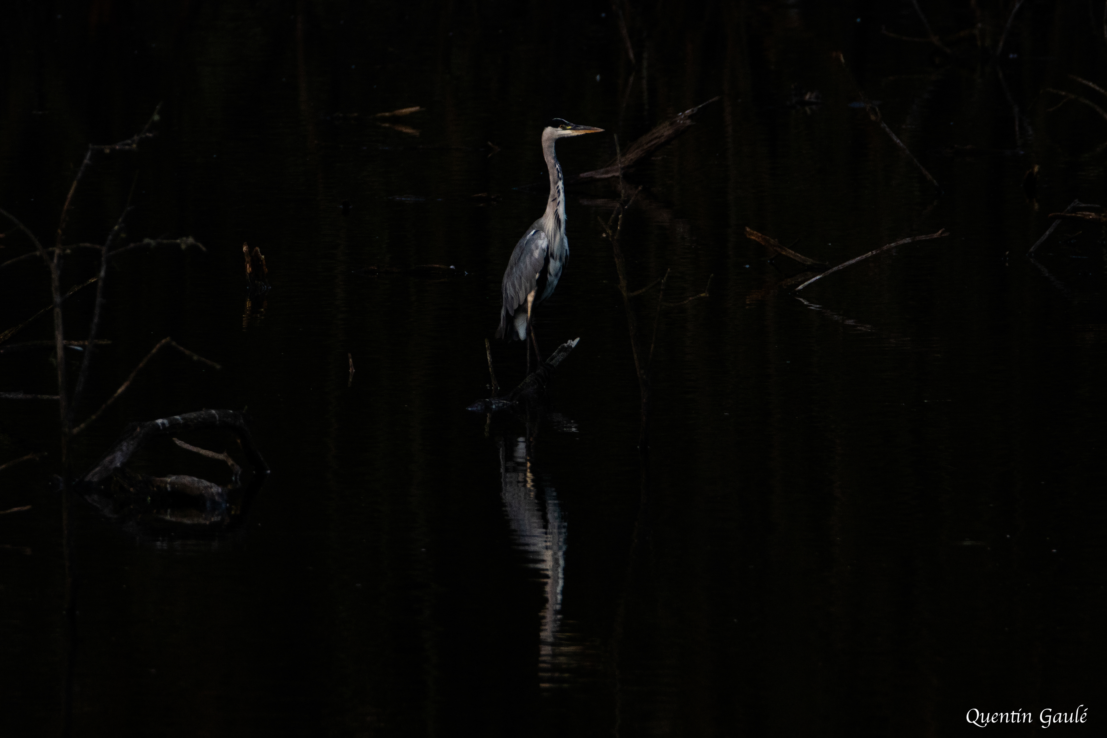 Héron cendré (Ardea cinerea) - Montauban-de-Bretagne, Ile-et-Vilaine (35)