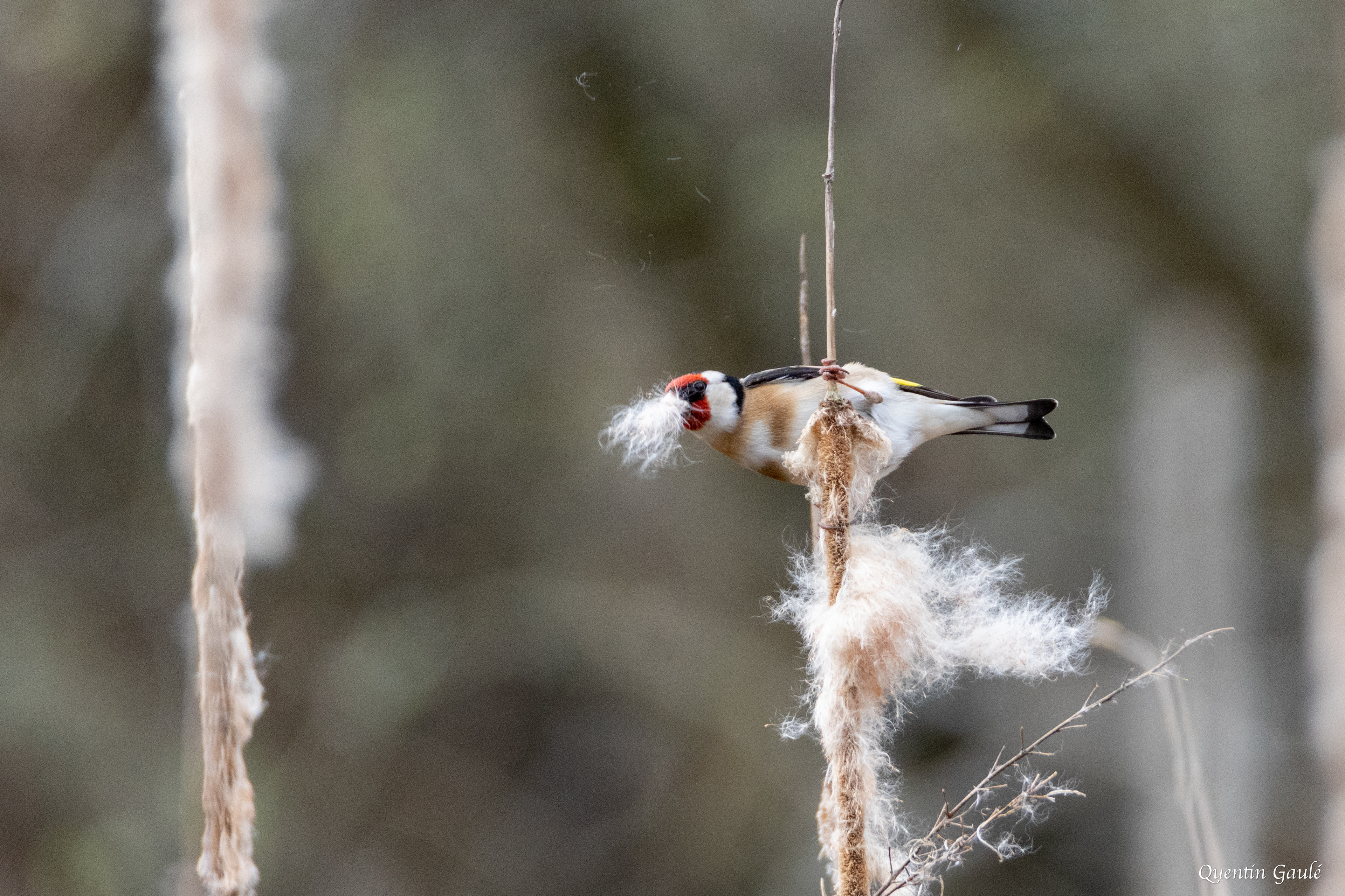 Chardonneret élégant (Carduelis carduelis) - Limoges, Haute-Vienne (87)