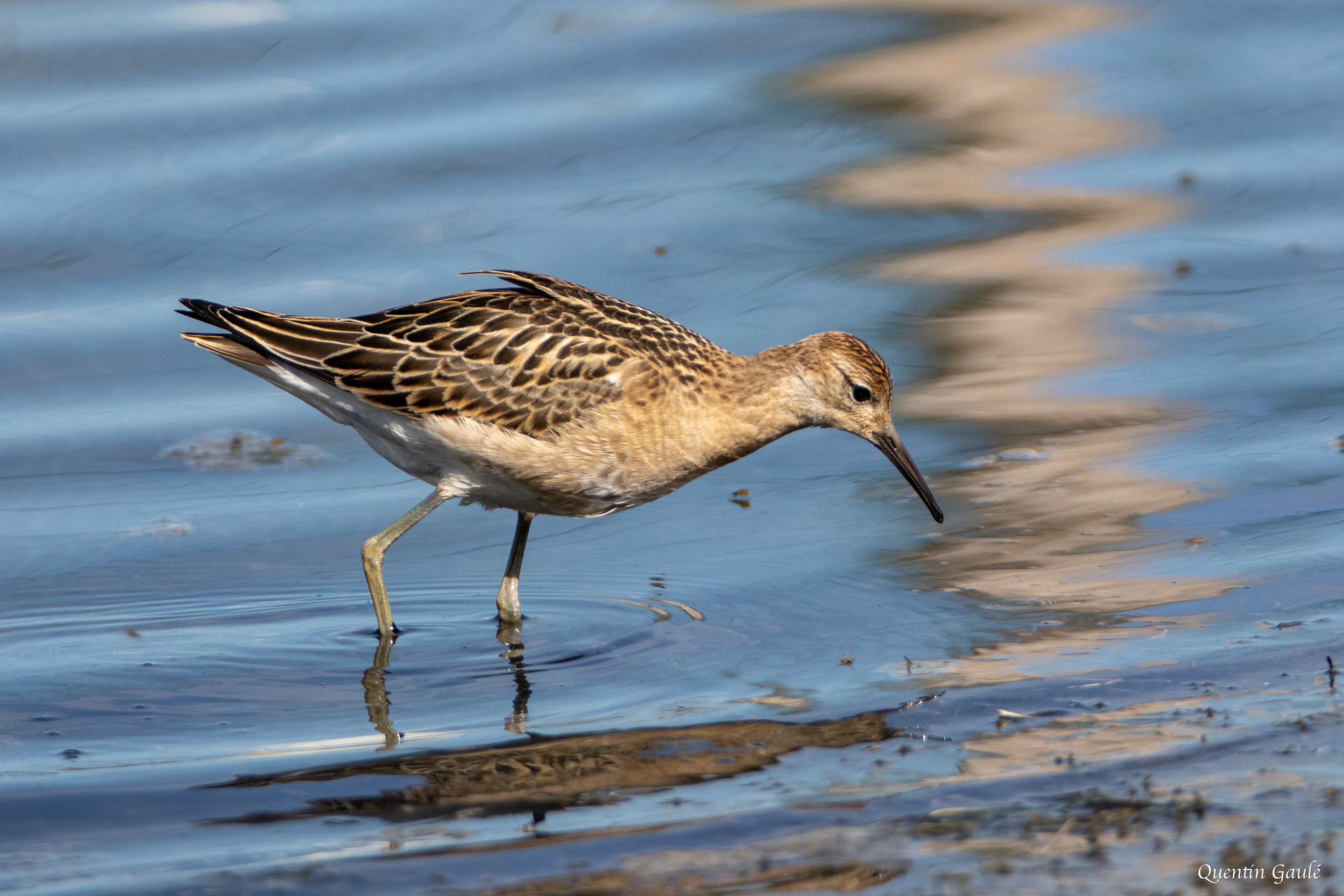 Combattant varié (Calidris pugnax) - Réserve ornithologique du Teich (33)