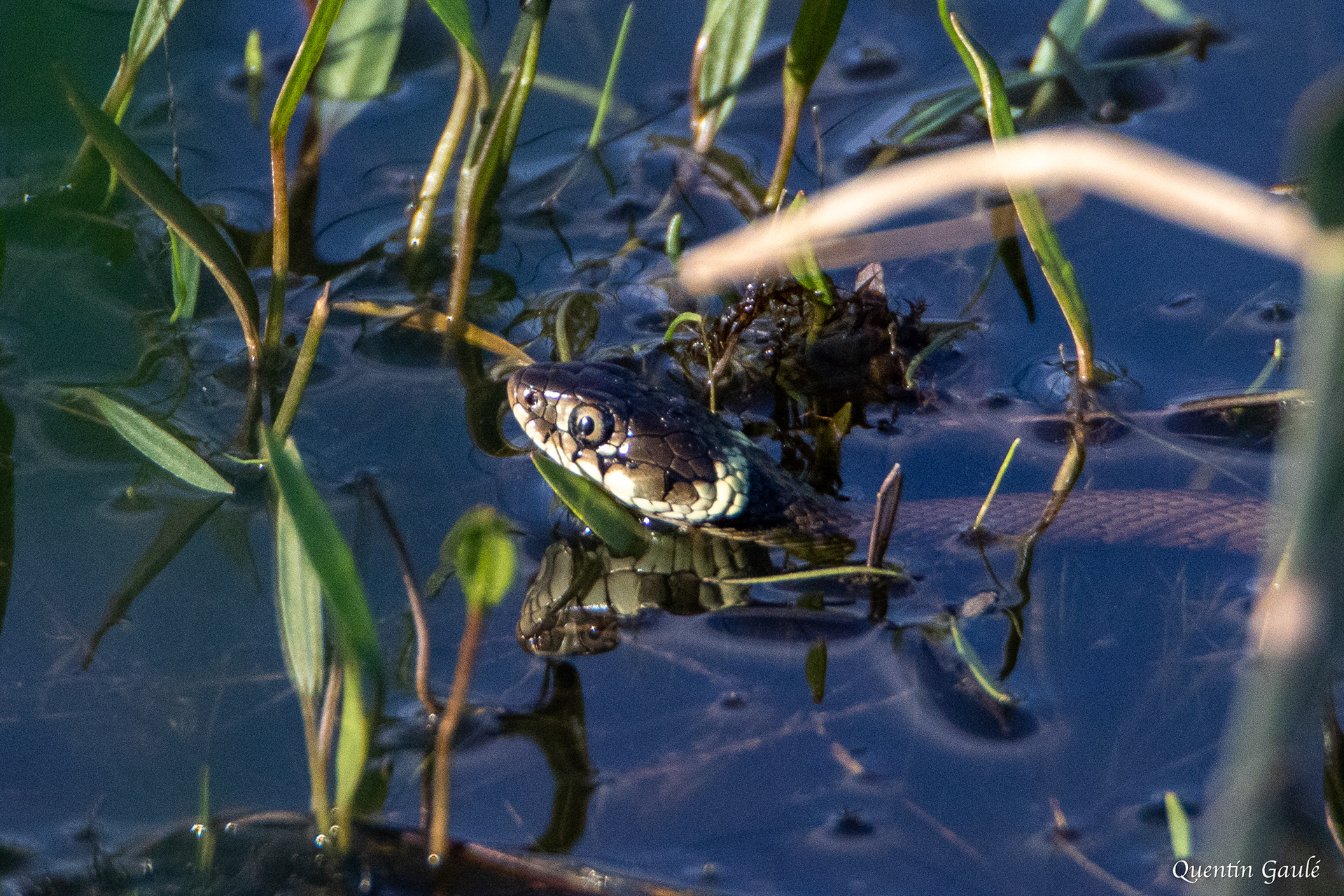 Couleuvre helvétique (Natrix helvetica) - Étang de Beaumont, Neung-sur-Beuvron, Loir-et-Cher (41)