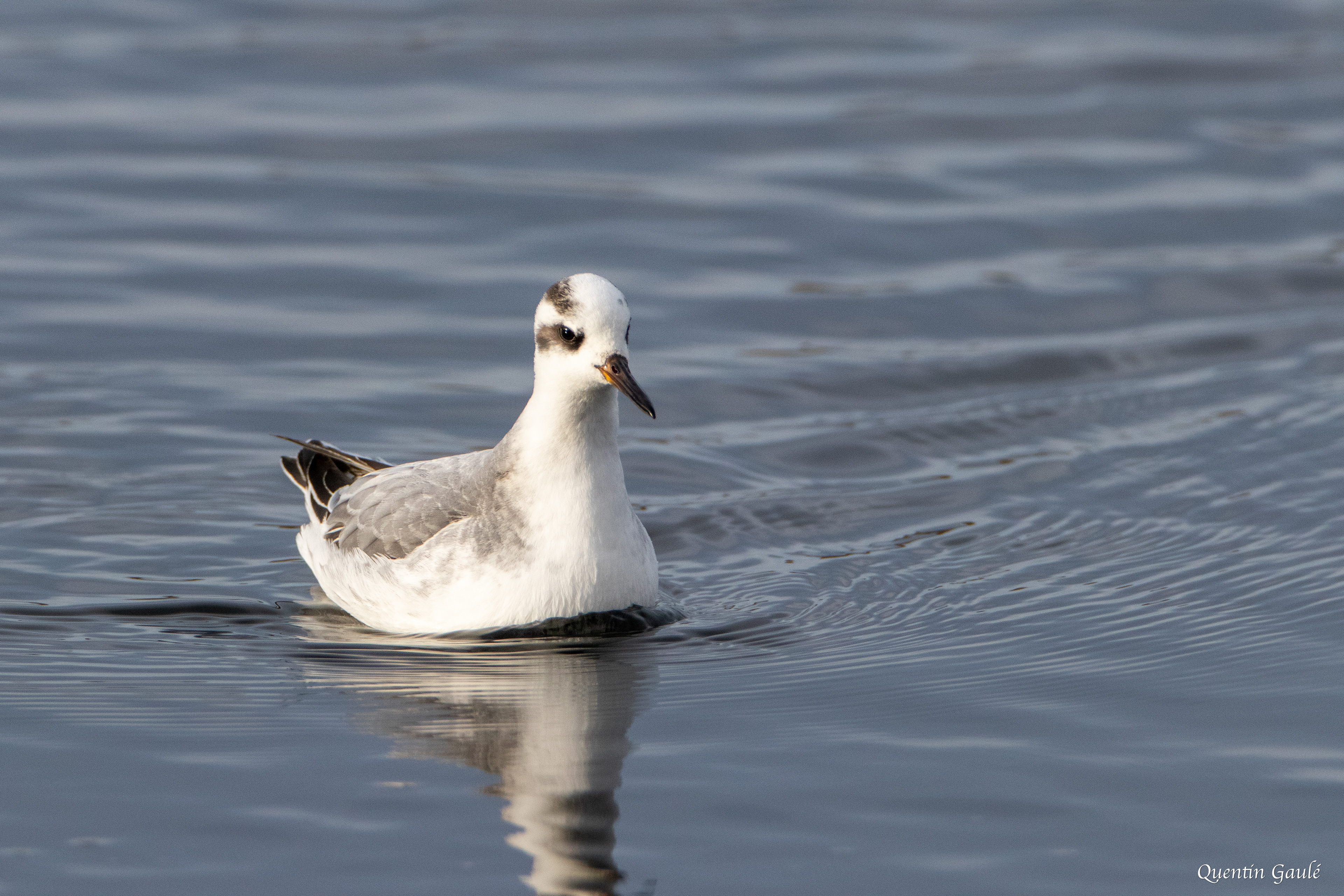 Phalarope à bec large (Phalaropus fulicarius) - Capbreton (40)
