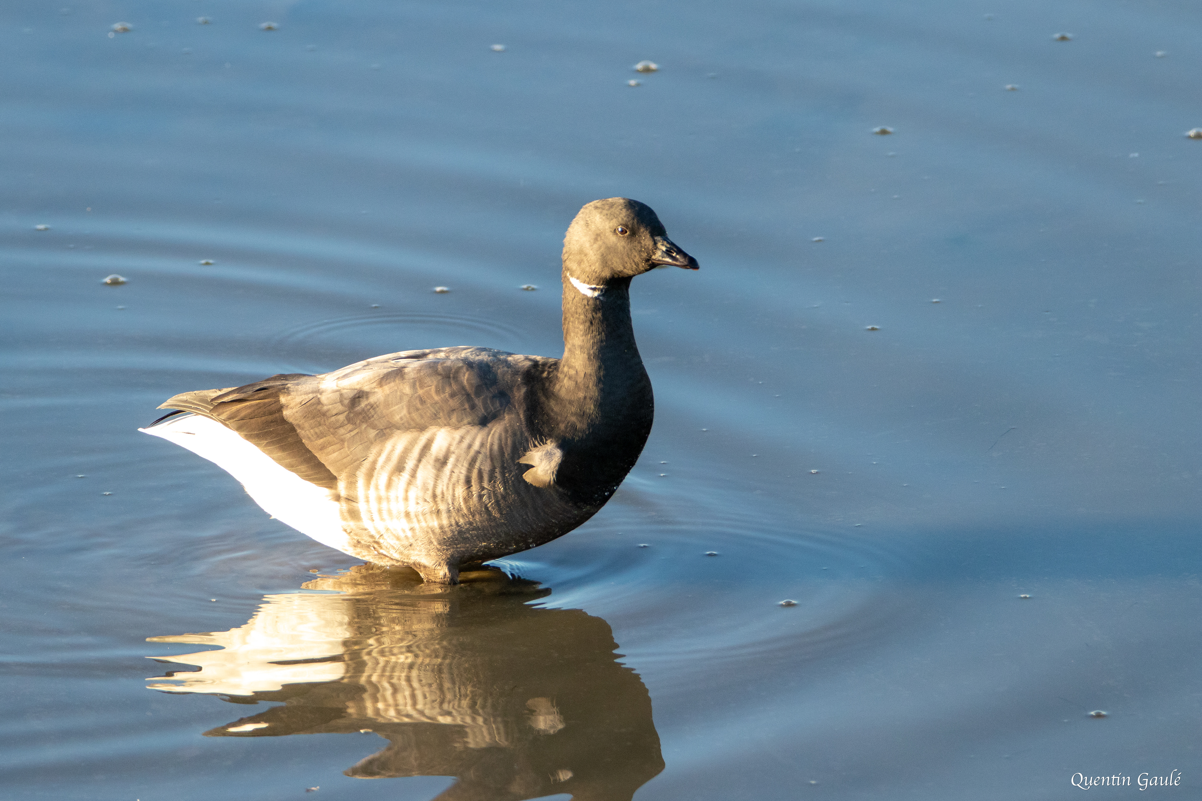 Bernache cravant (Branta bernicla) - Andernos-les-Bains, Gironde (33)