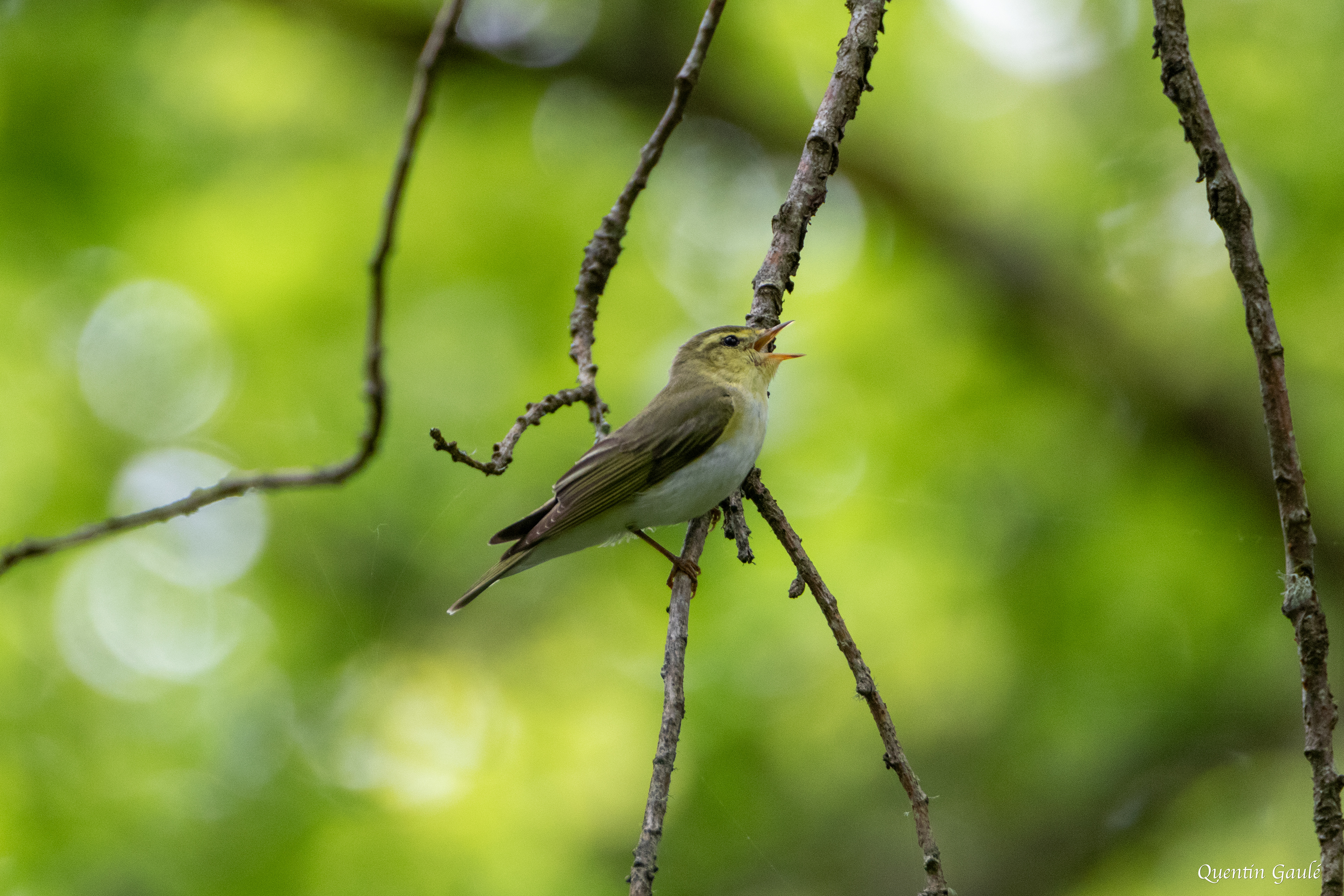 Pouillot siffleur (Phylloscopus sibilatrix) - Saint-Pardoux-Morterolles (23)