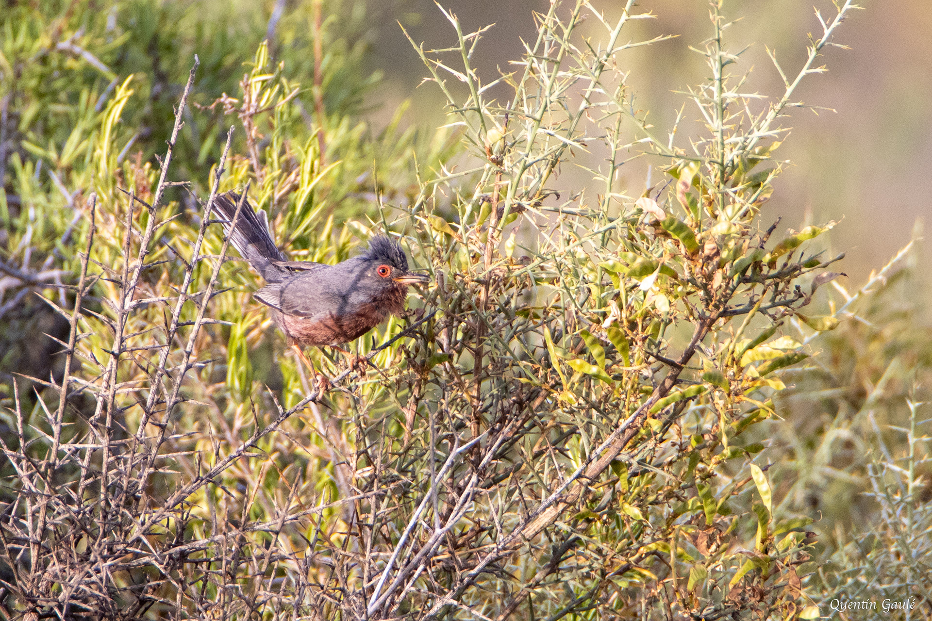 Fauvette pitchou (Sylvia undata) - Arguedas, Navarre (Espagne)