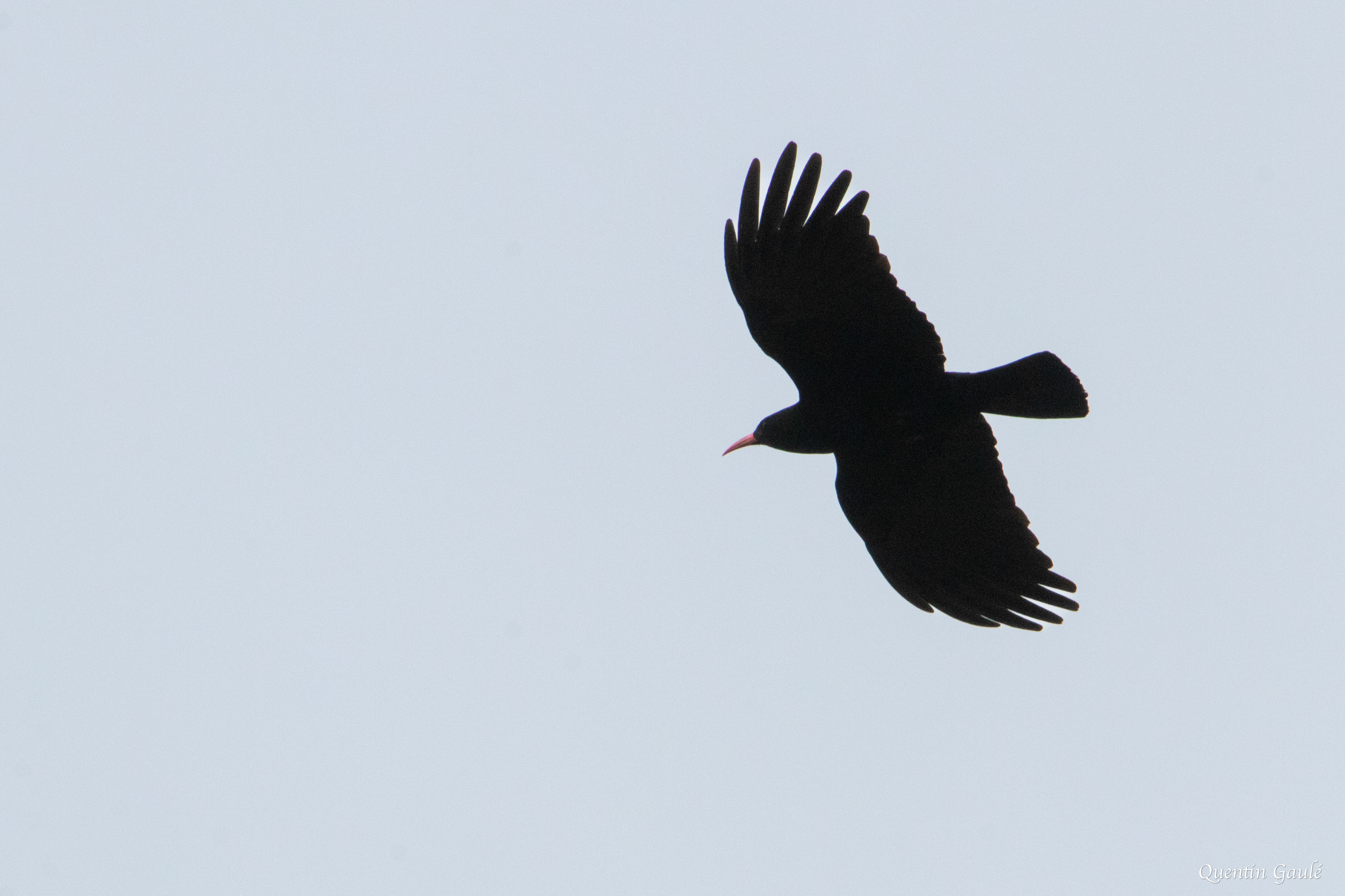 Crave à bec rouge (Pyrrhocorax pyrrhocorax) - Etsaut (64)
