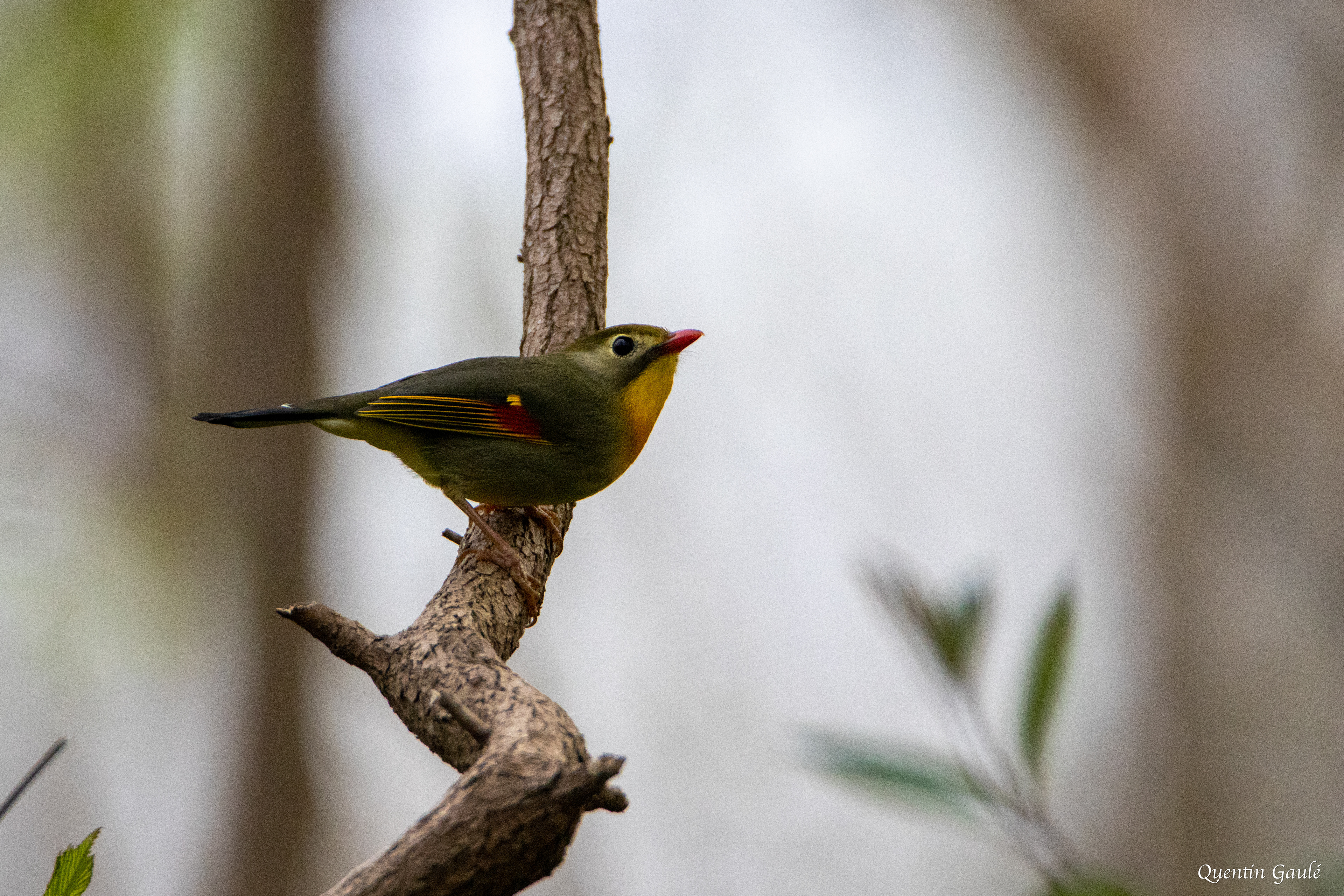 Léiothrix jaune (Leiothrix lutea) - Gelos (64)