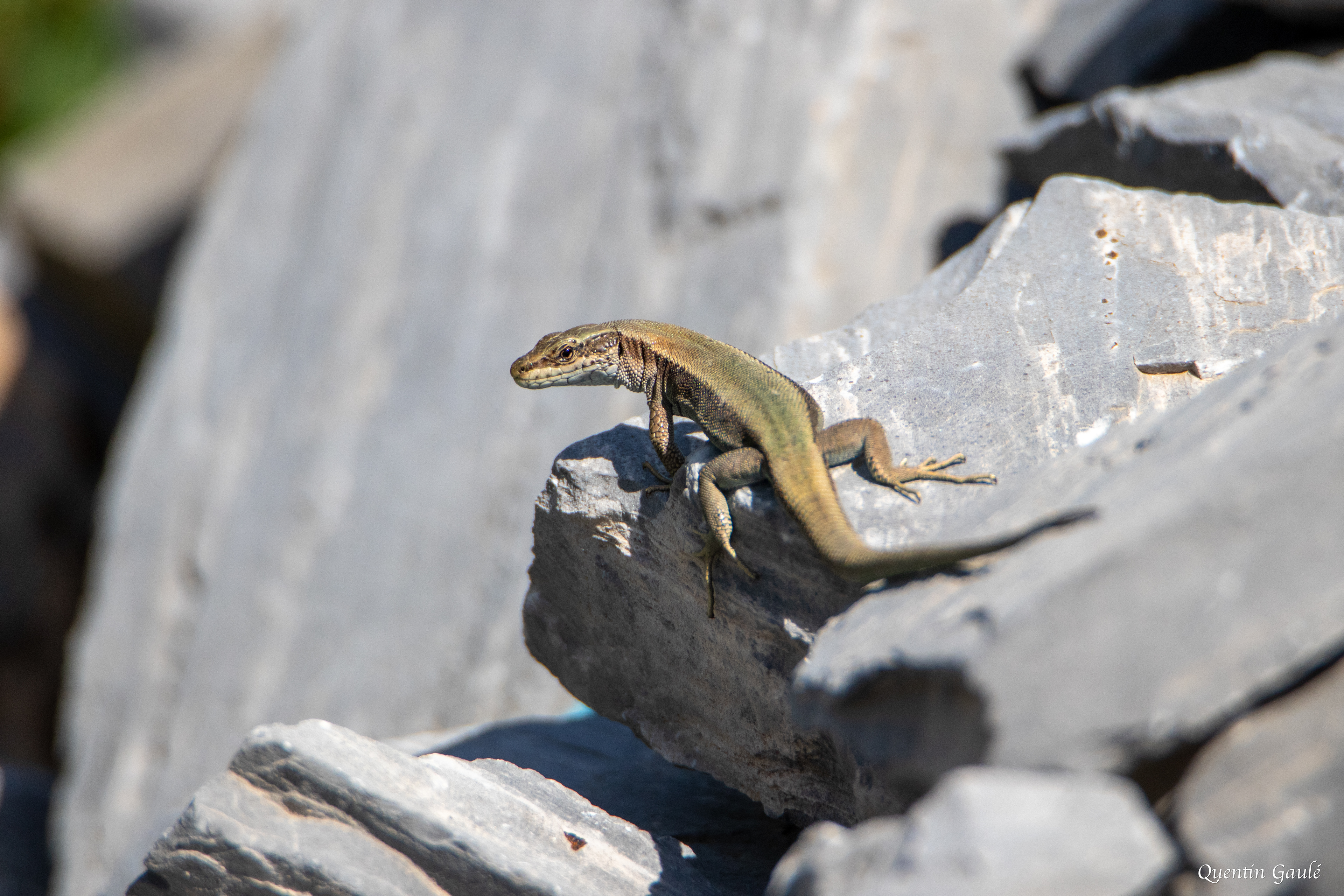 Lézard de Bonnal (Iberolacerta bonnali) - Gourette, Eaux-Bonnes, Pyrénées-Atlantiques (64)