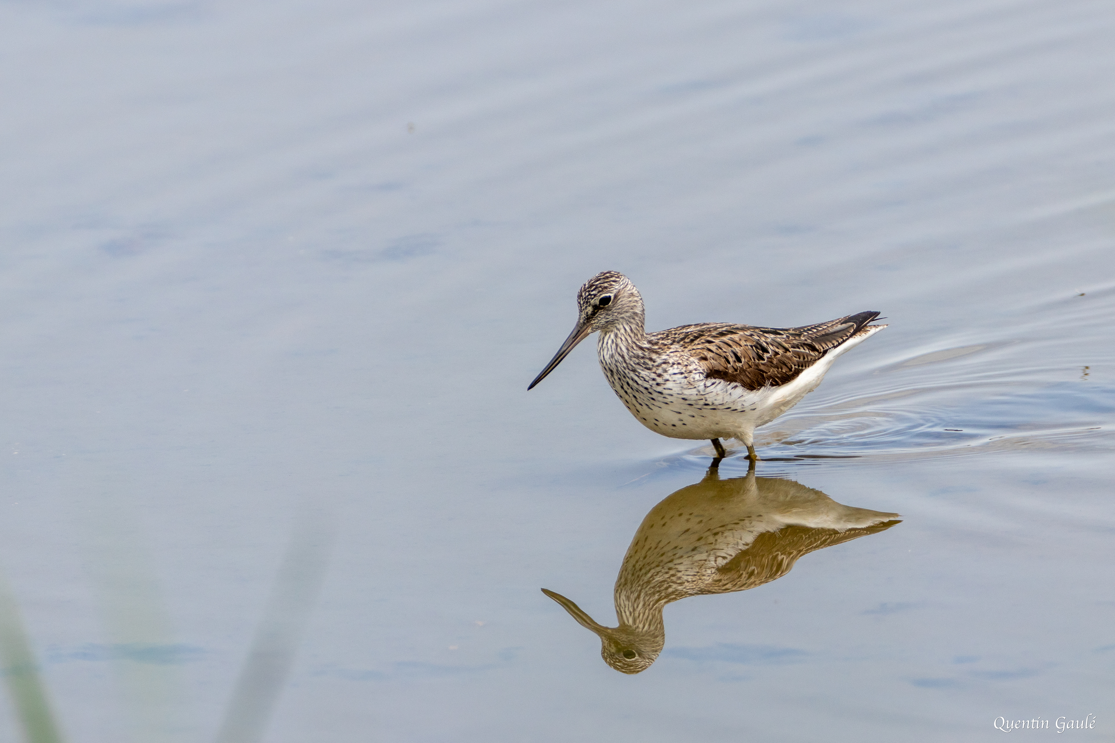 Chevalier aboyeur (Tringa nebularia) - Réserve ornithologique du Teich, Gironde (33)