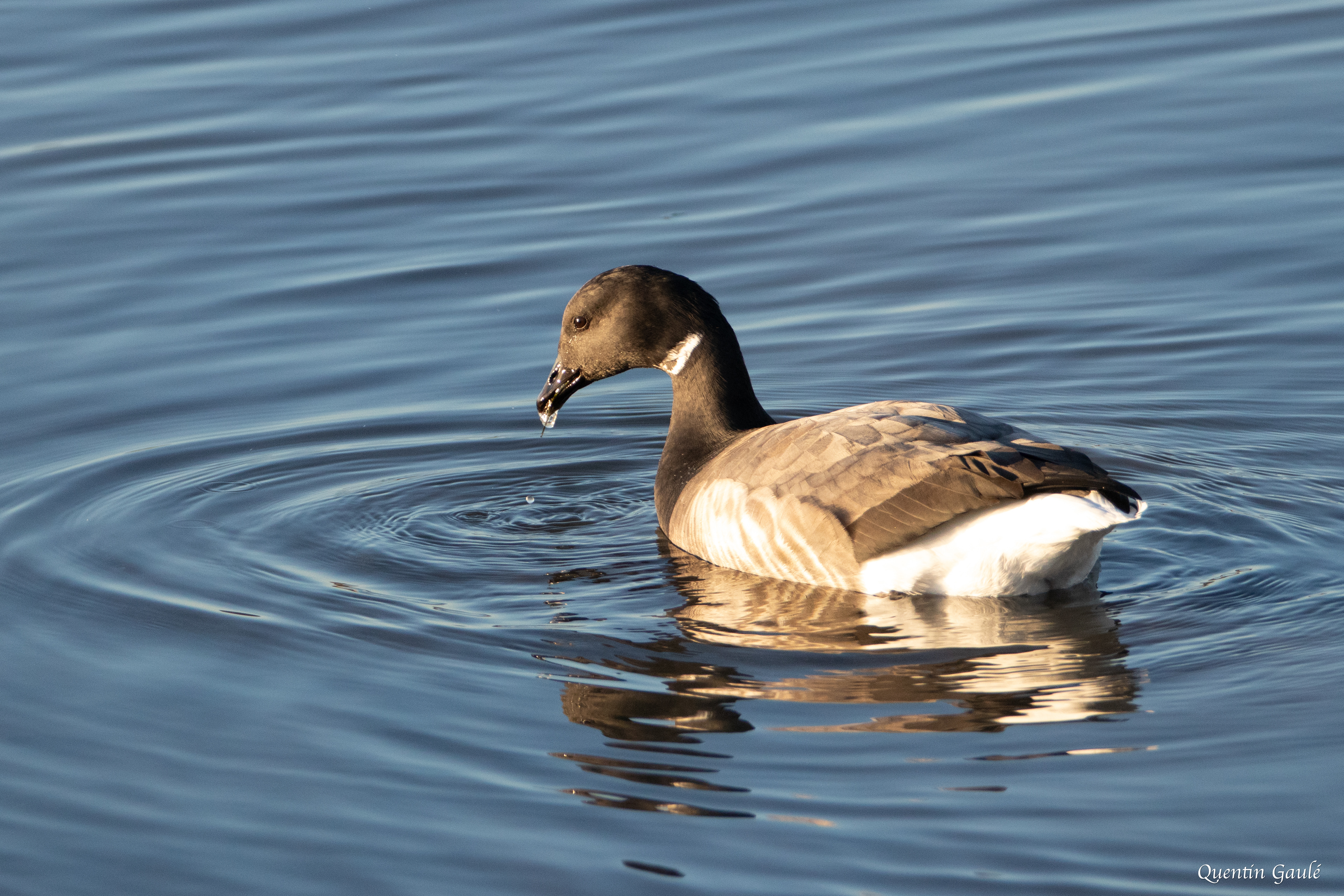 Bernache cravant (Branta bernicla) - Andernos-les-Bains, Gironde (33)
