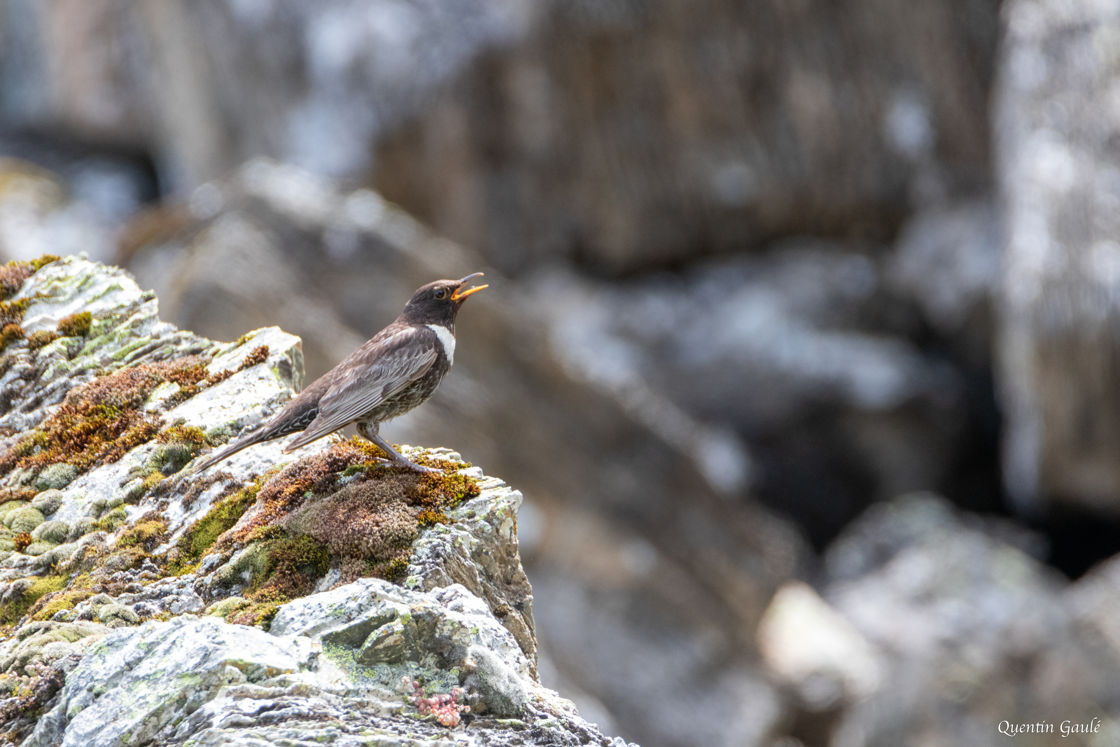 Merle à plastron (Turdus torquatus) - Étang d'Eychelle, Bethmale (09)