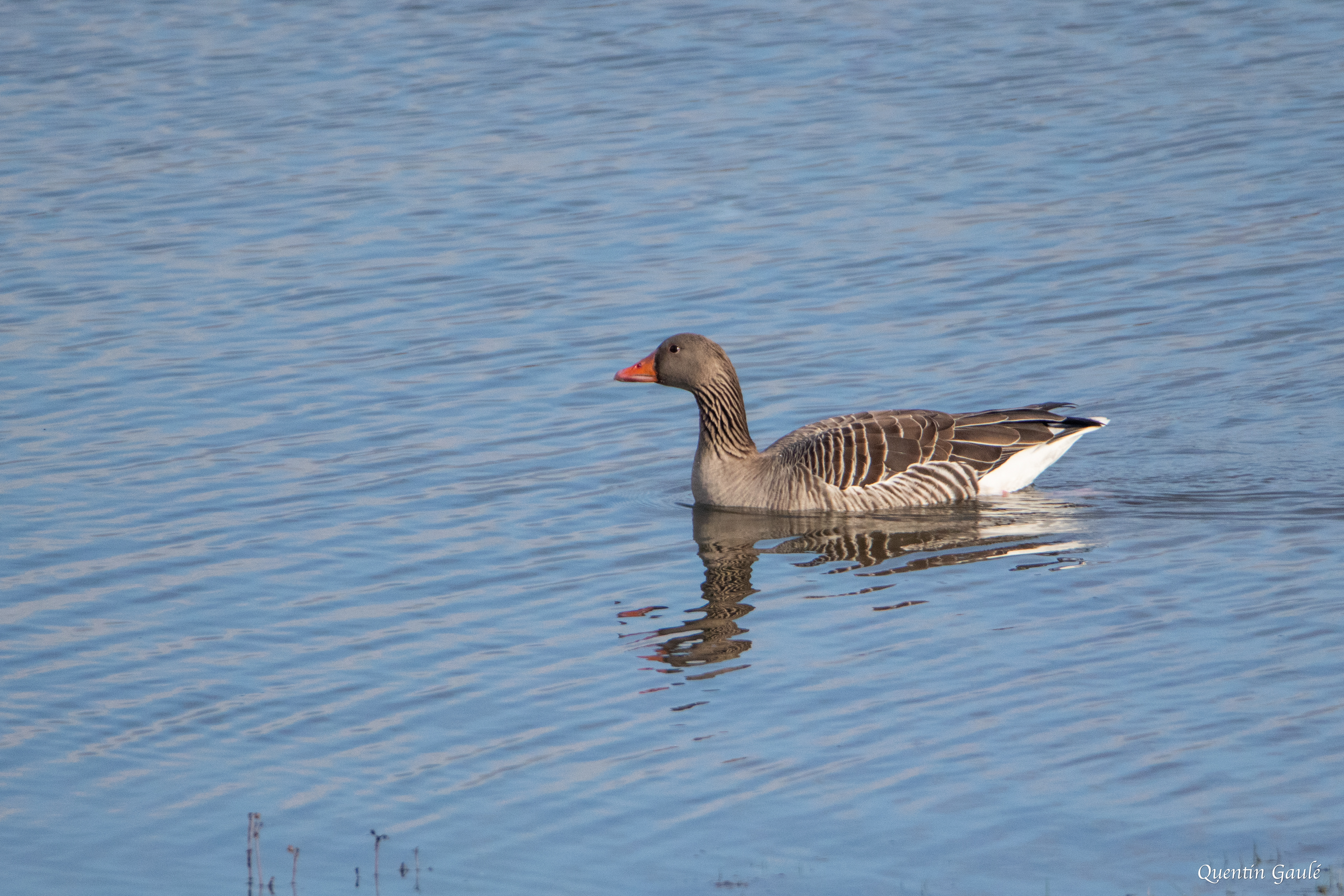 Oie cendrée (Anser anser) - Lac du Der-Chantecoq, Marne (51)