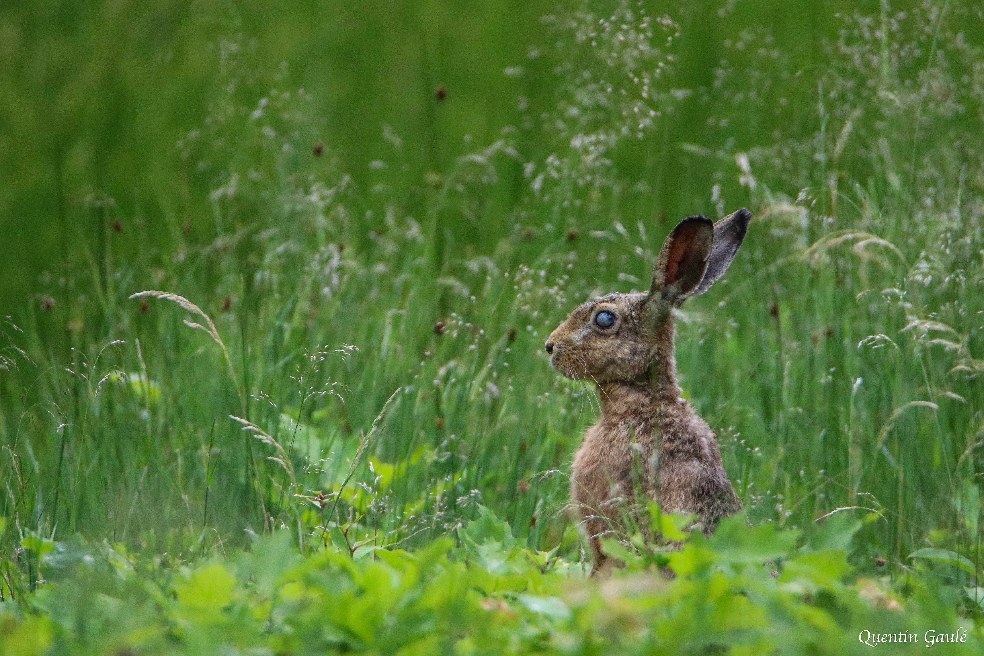 Lièvre d'Europe (Lepus europaeus) - Salbris (41)