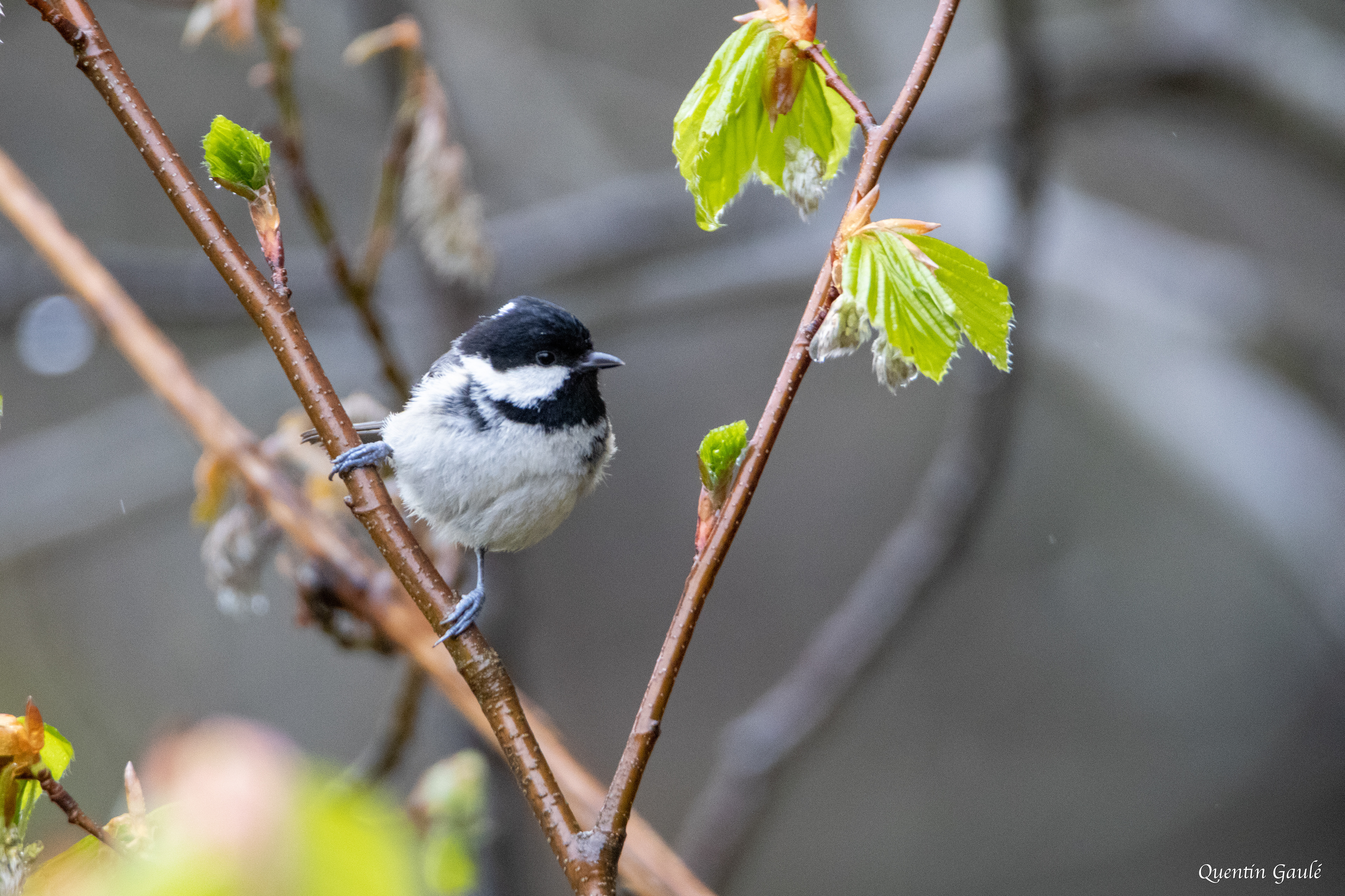 Mésange noire (Periparus ater) - Etsaut (64)