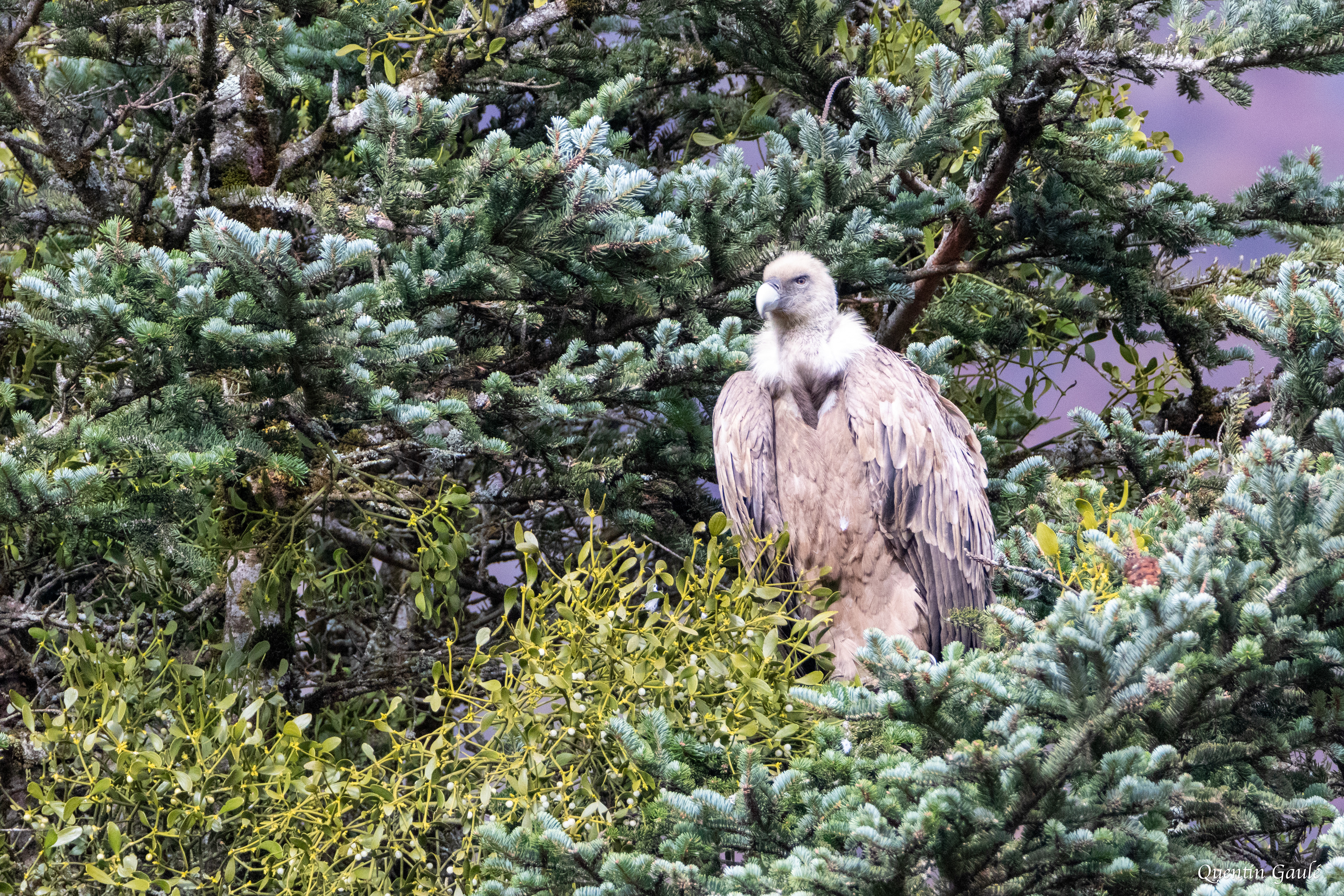Vautour fauve (Gyps fulvus) - Lescun, Pyrénées-Atlantiques (64)