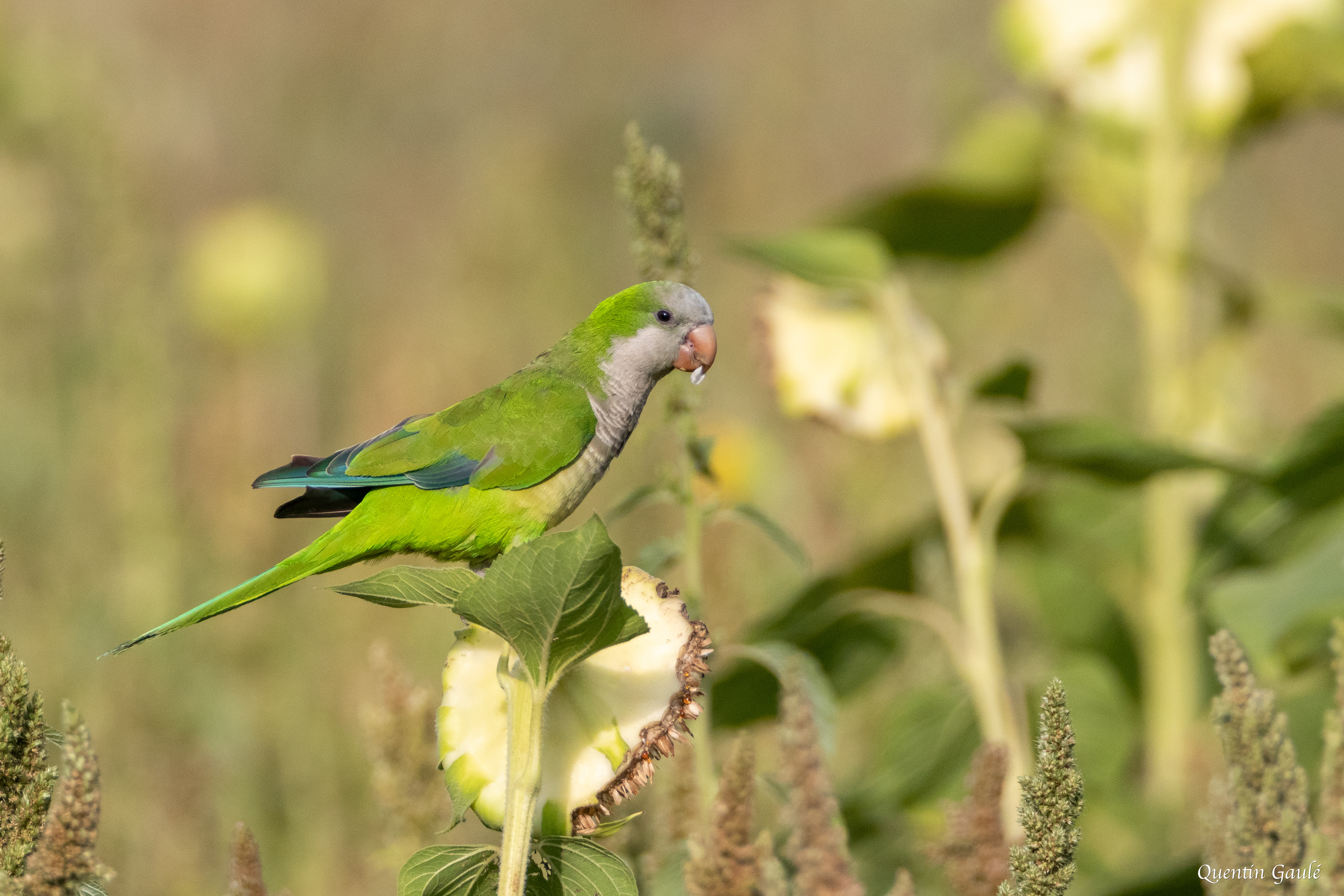 Conure veuve (Myiopsitta monachus) - Empuriabrava, Catalogne (Espagne)