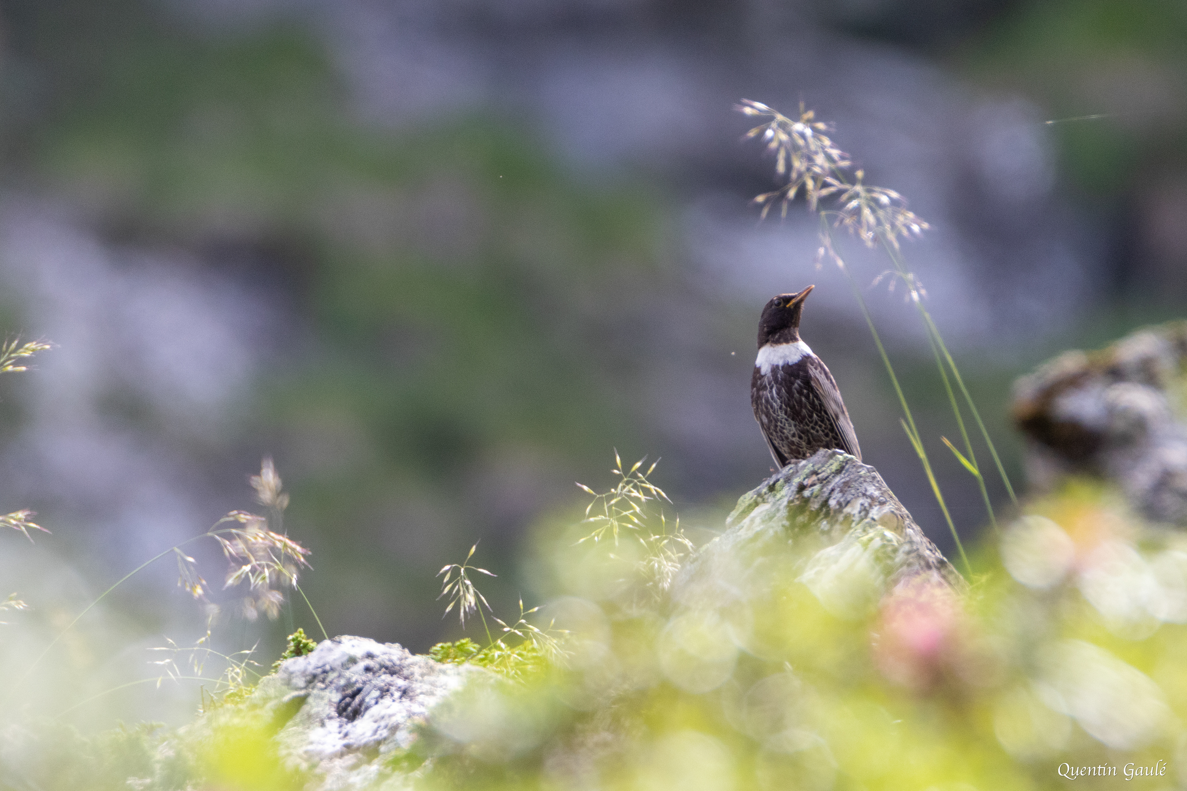 Merle à plastron (Turdus torquatus) - Étang d'Eychelle, Bethmale (09)