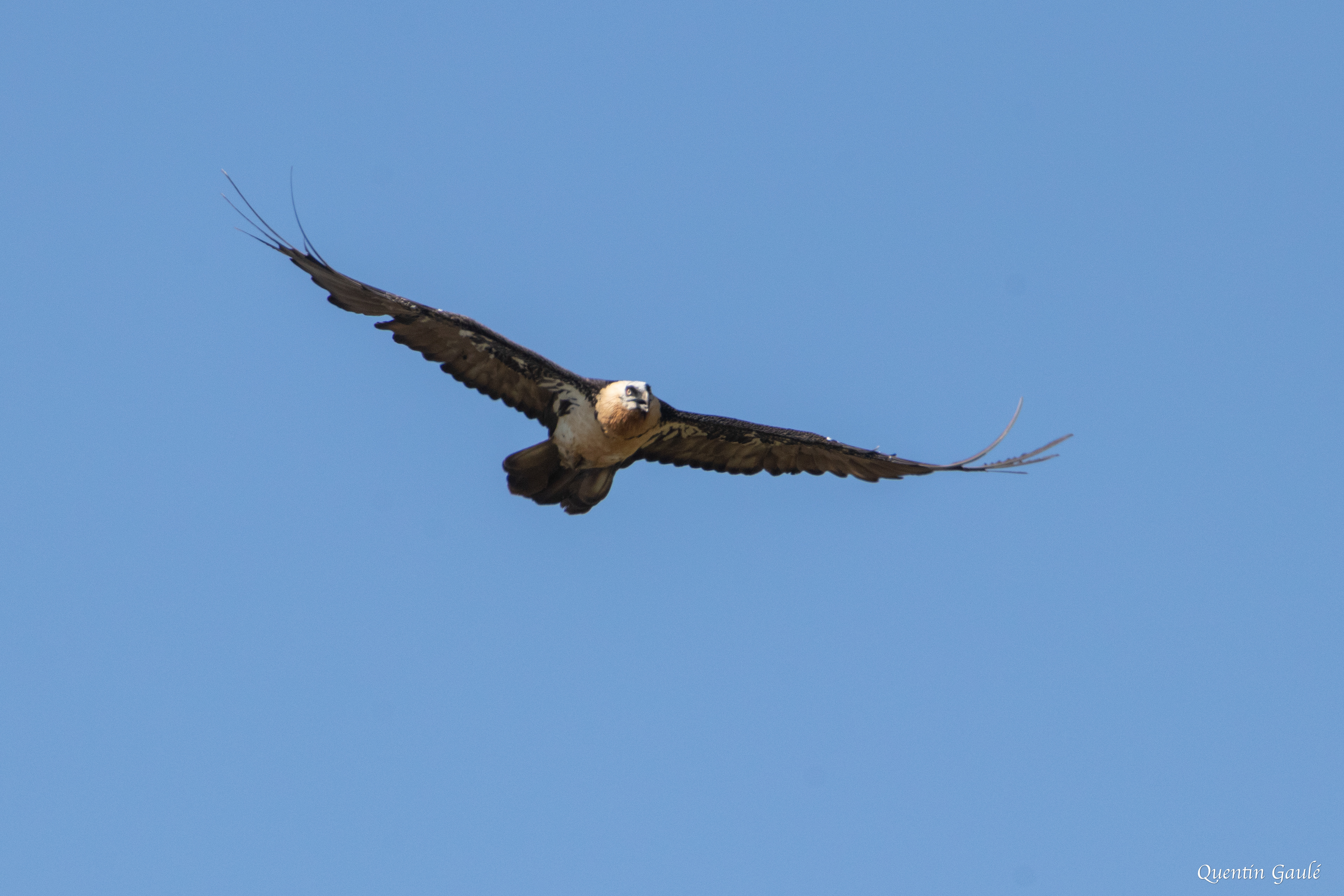 Gypaète barbu (Gypaetus barbatus) - Col du Pourtalet, Laruns, Pyrénées-Atlantiques (64)