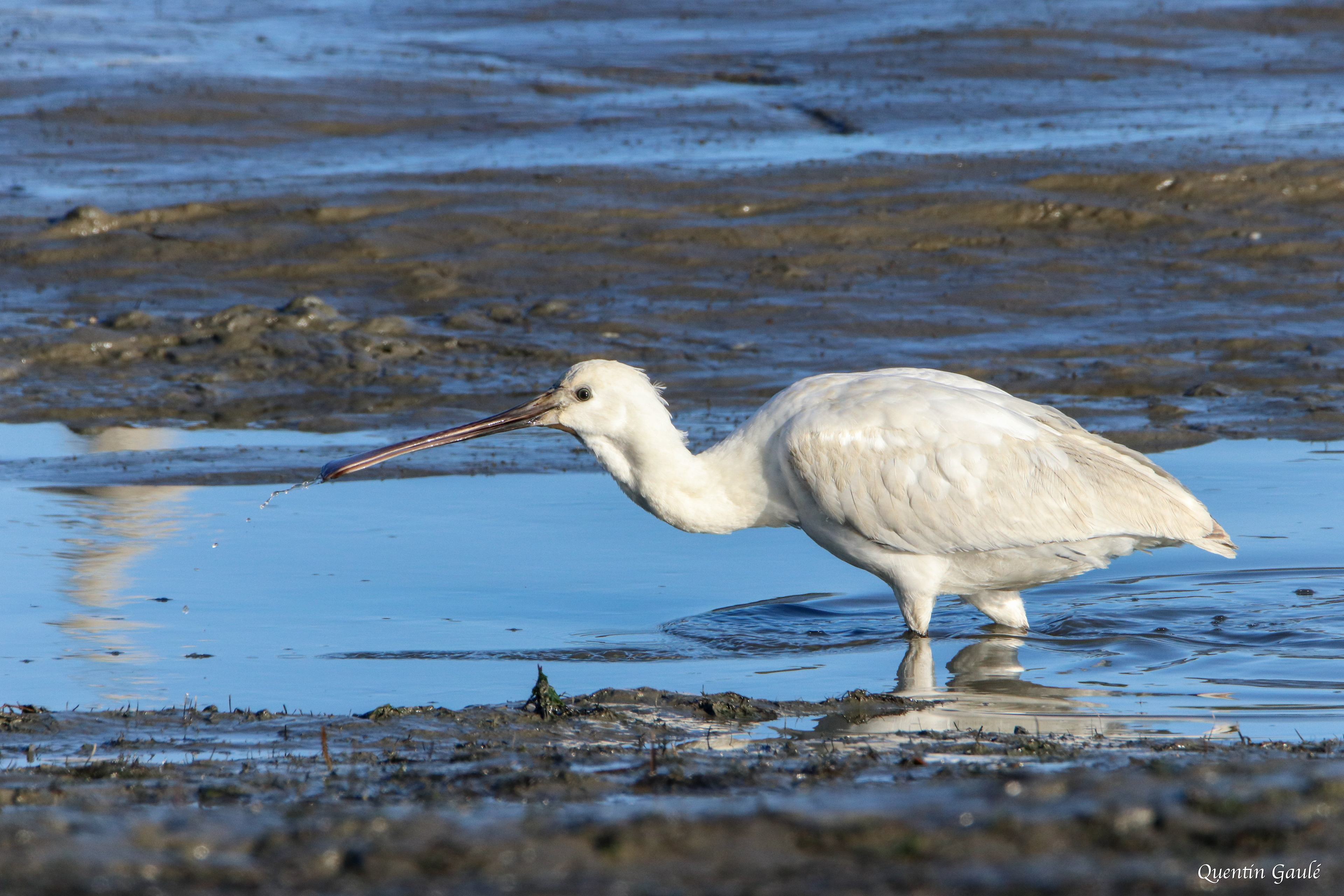 Spatule blanche (Platalea leucorodia) - Andernos-les-Bains, Gironde (33)
