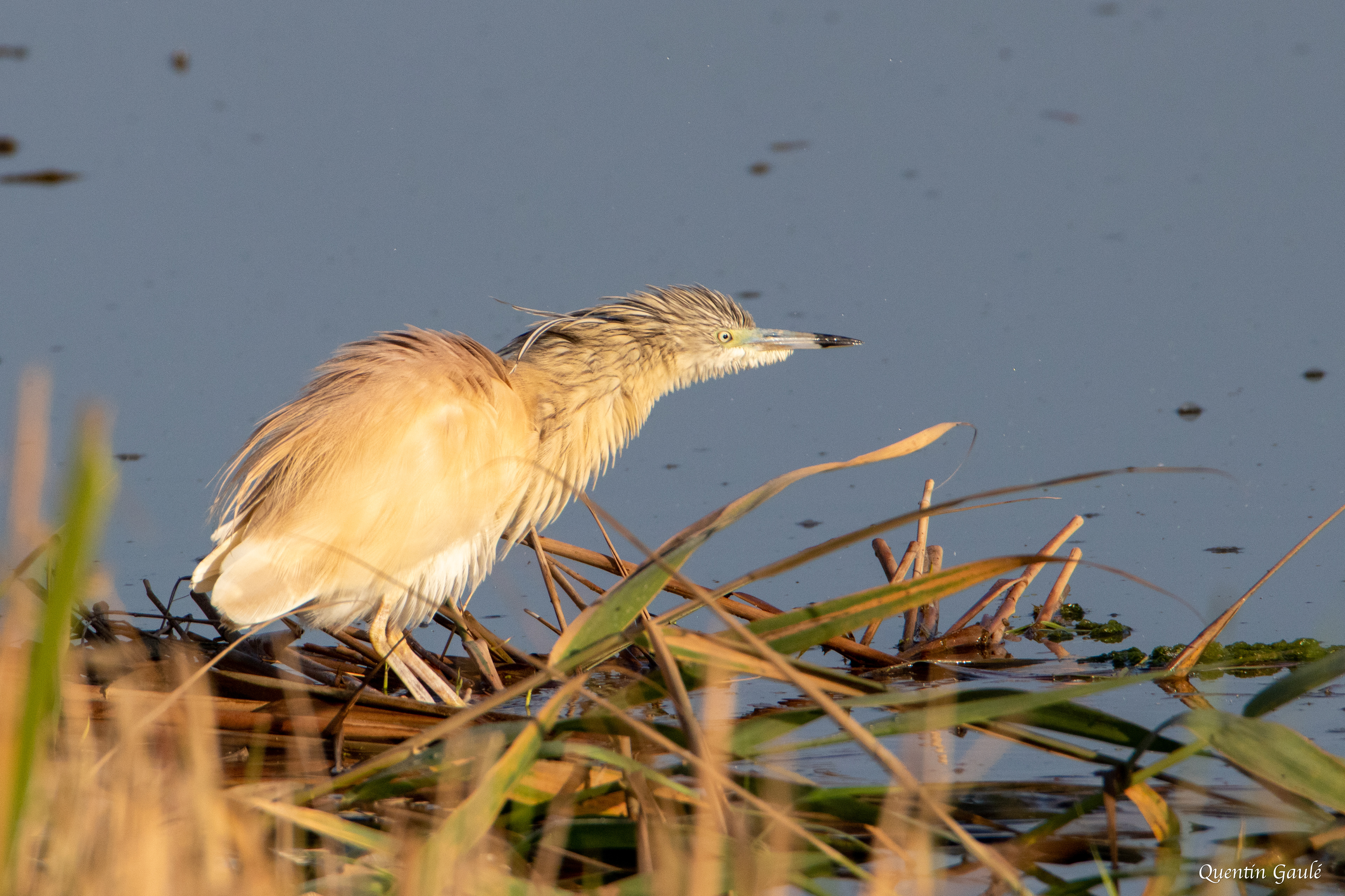 Crabier chevelu (Ardeola ralloides) - Parc Naturel du Delta de l'Èbre, Catalogne (Espagne)