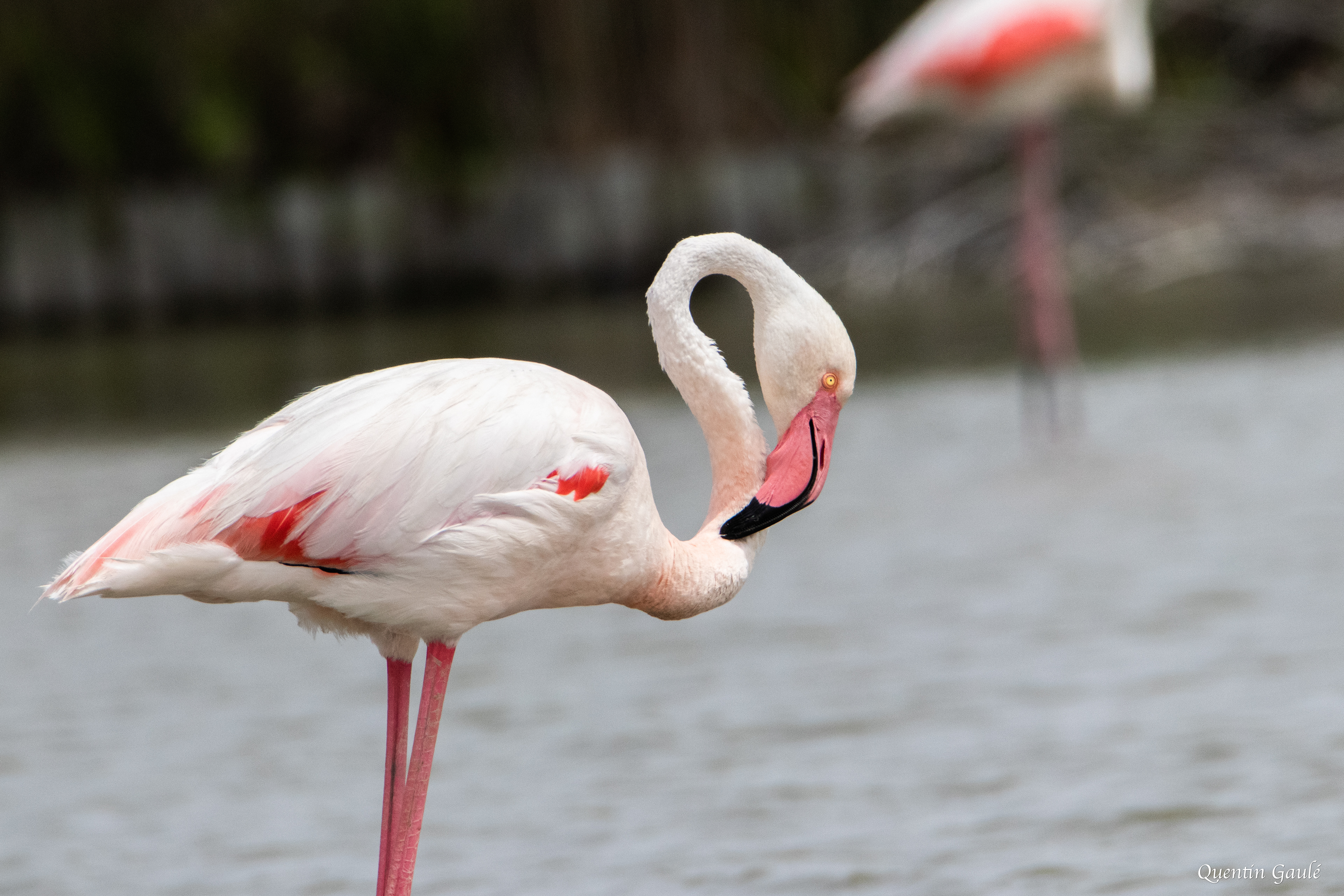 Flamant rose (Phoenicopterus roseus) - Parc ornithologique du Pont de Gau, Bouches-du-Rhône (13)