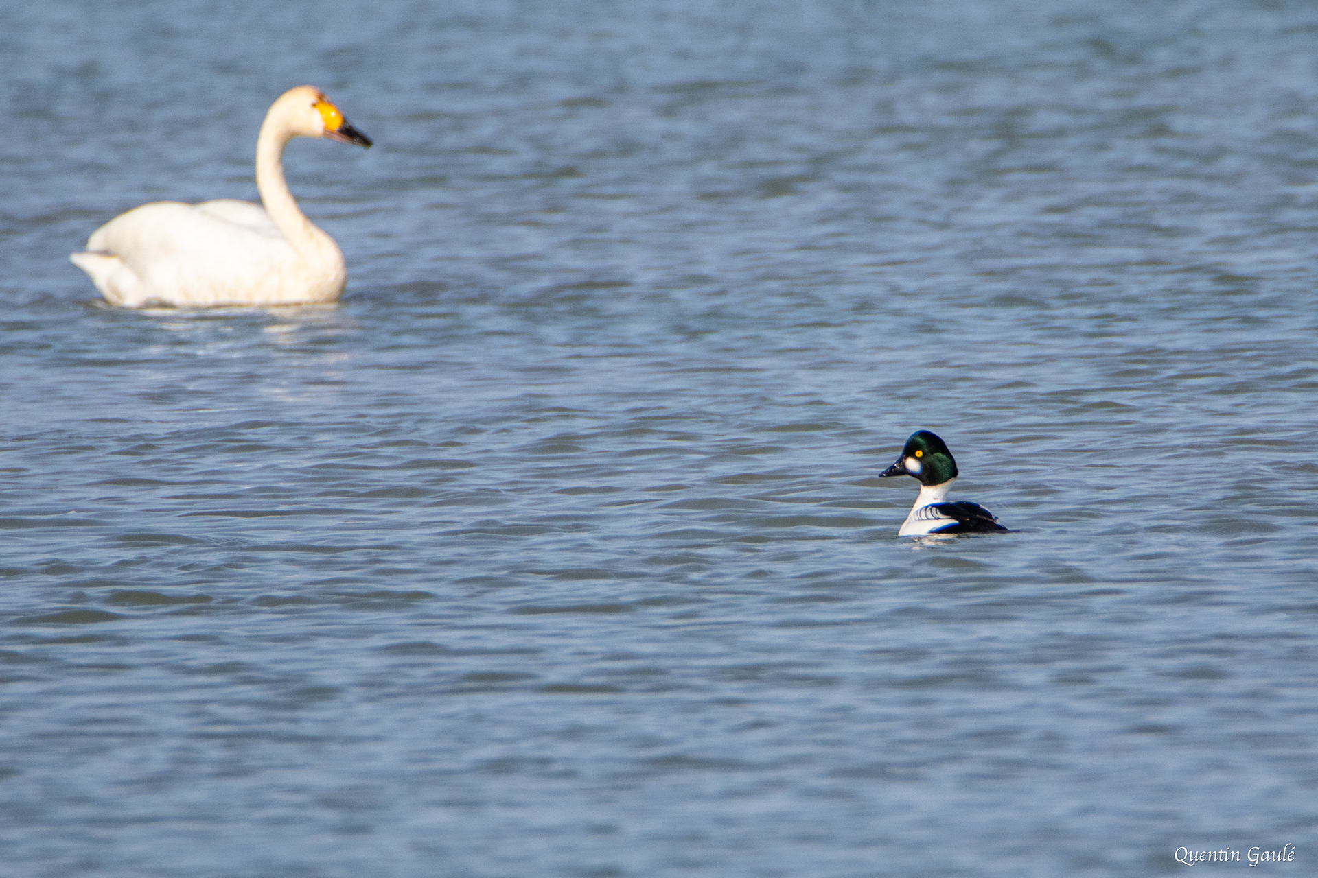 Garrot à œil d'or (Bucephala clangula) - Lac du Der-Chantecoq, Marne (51)