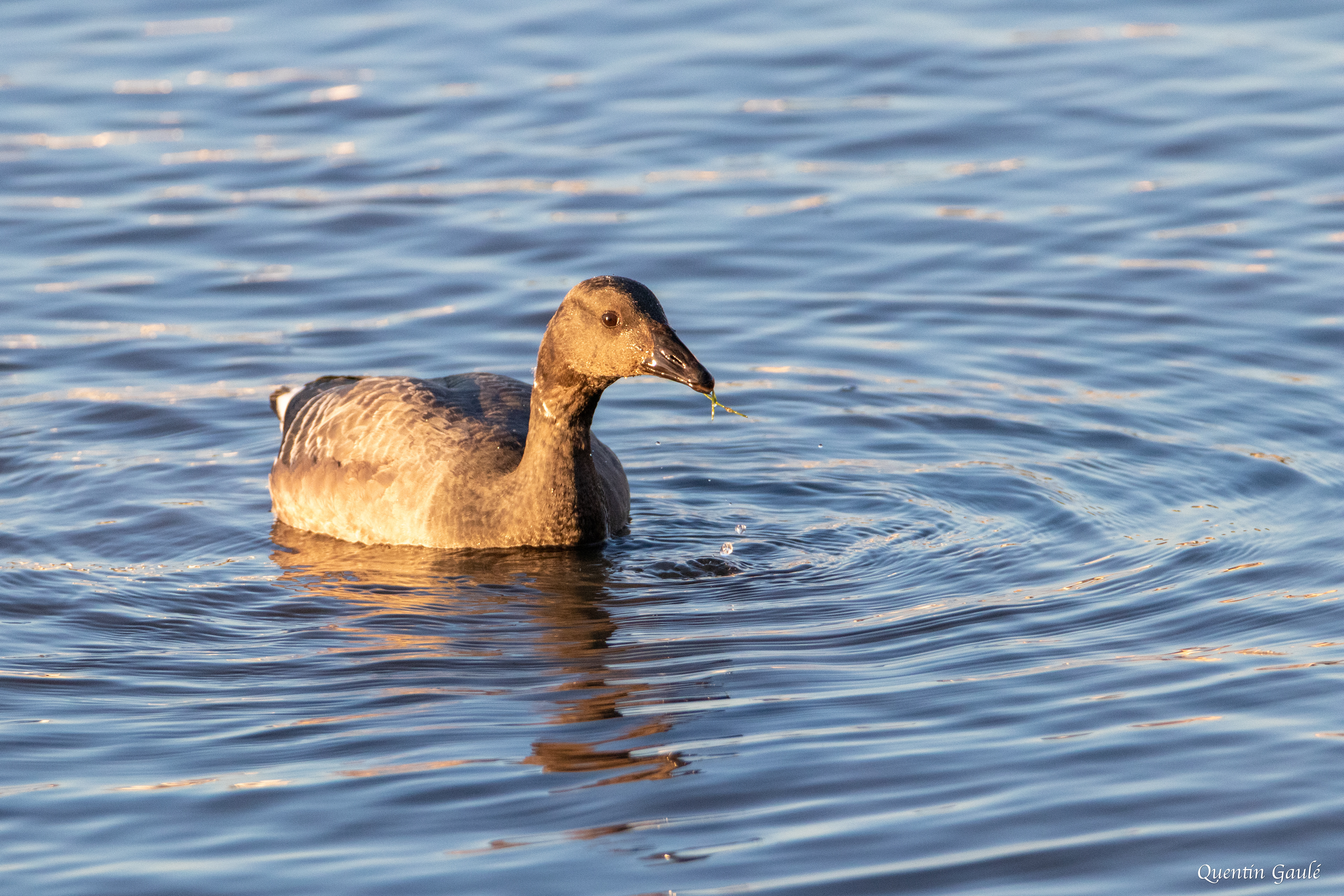 Bernache cravant (Branta bernicla) - Andernos-les-Bains, Gironde (33)
