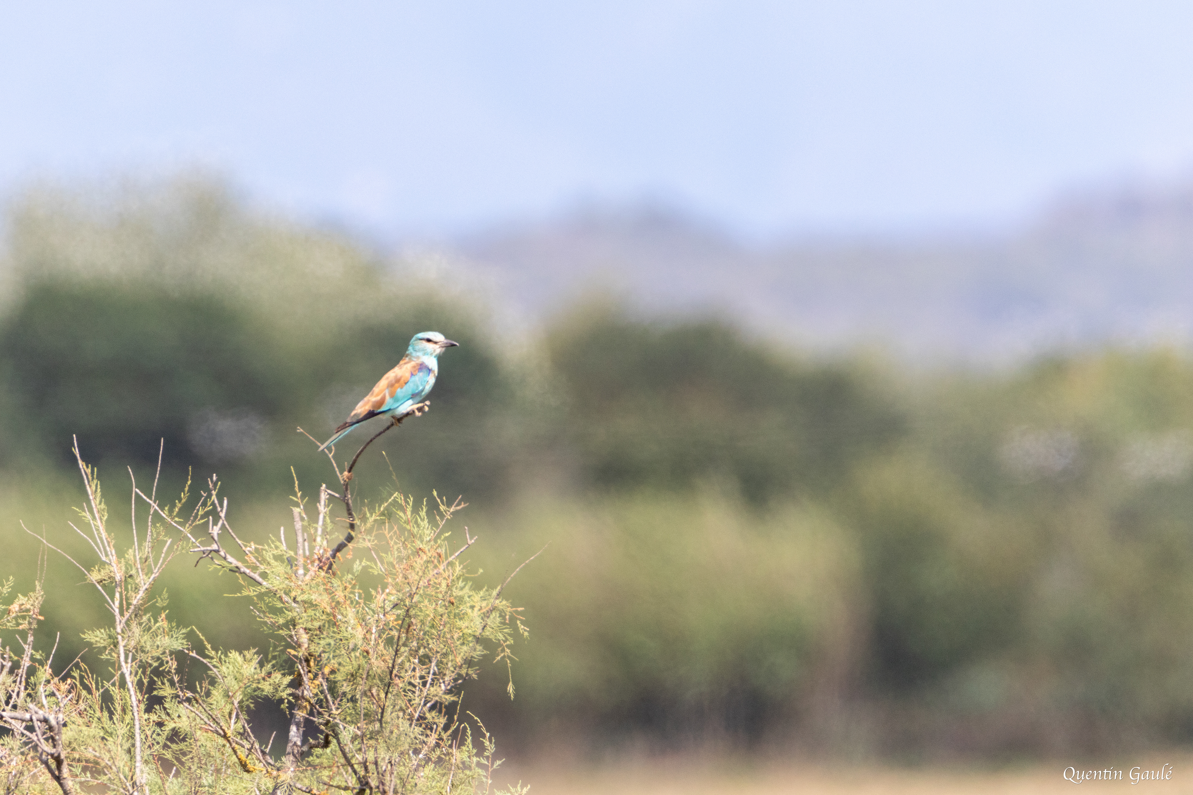 Rollier d'Europe (Coracias garrulus) - Castelló d'Empúries, Catalogne (Espagne)