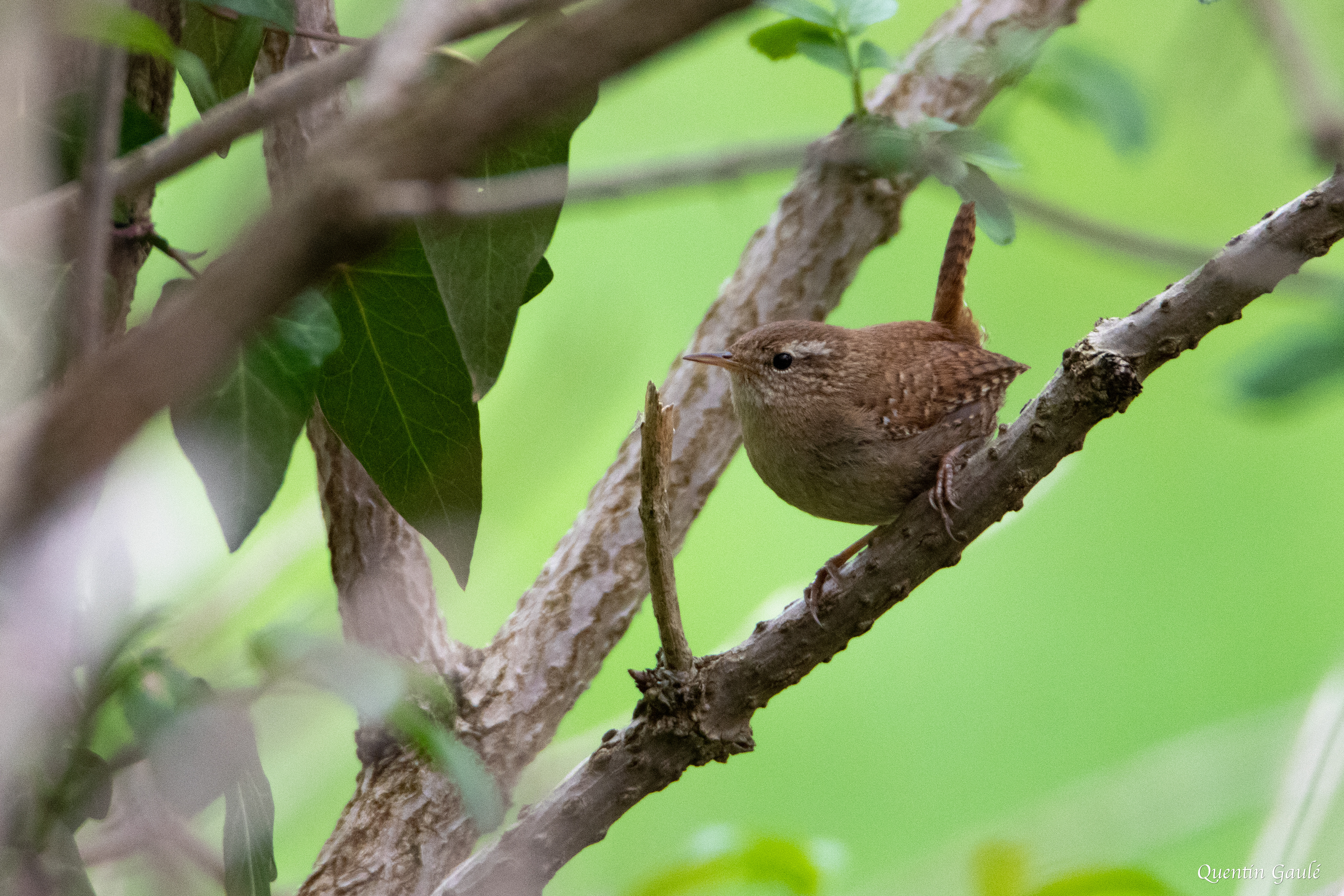 Troglodyte mignon (Trogloydes trogloydes) - Saint-Colome (64)