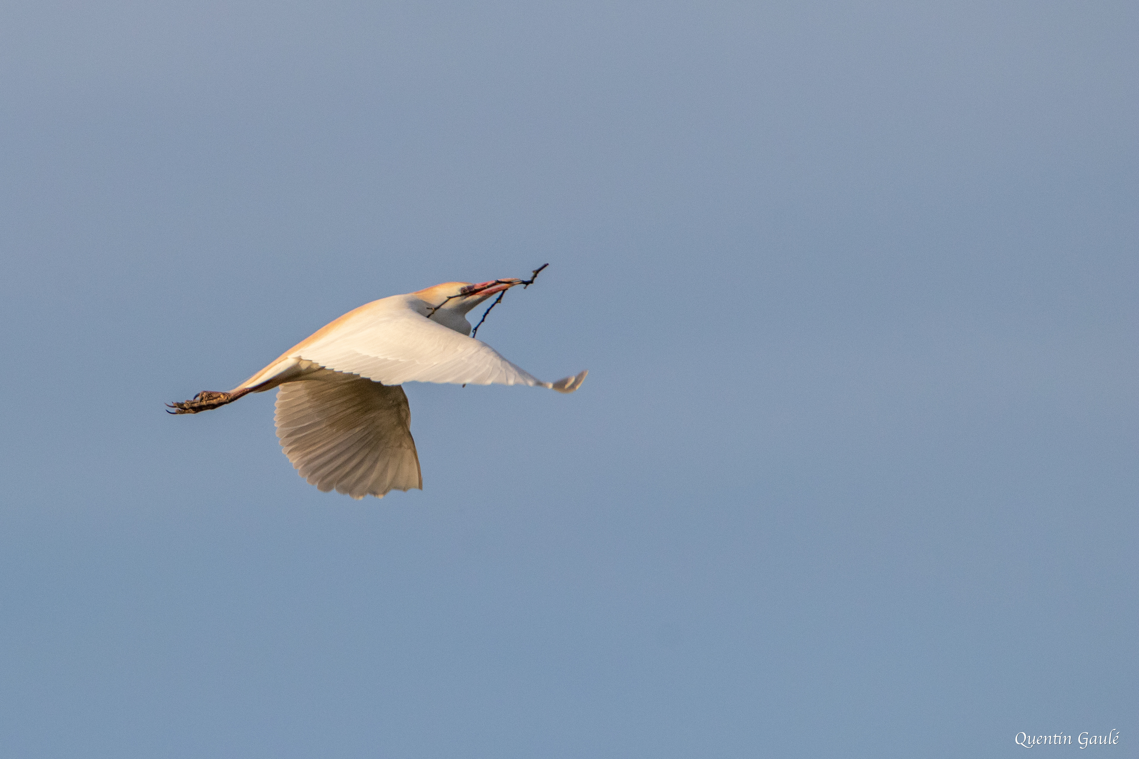Héron garde-bœufs (Bubulcus ibis) - Lac d'Orthez, Pyrénées-Atlantiques (64)