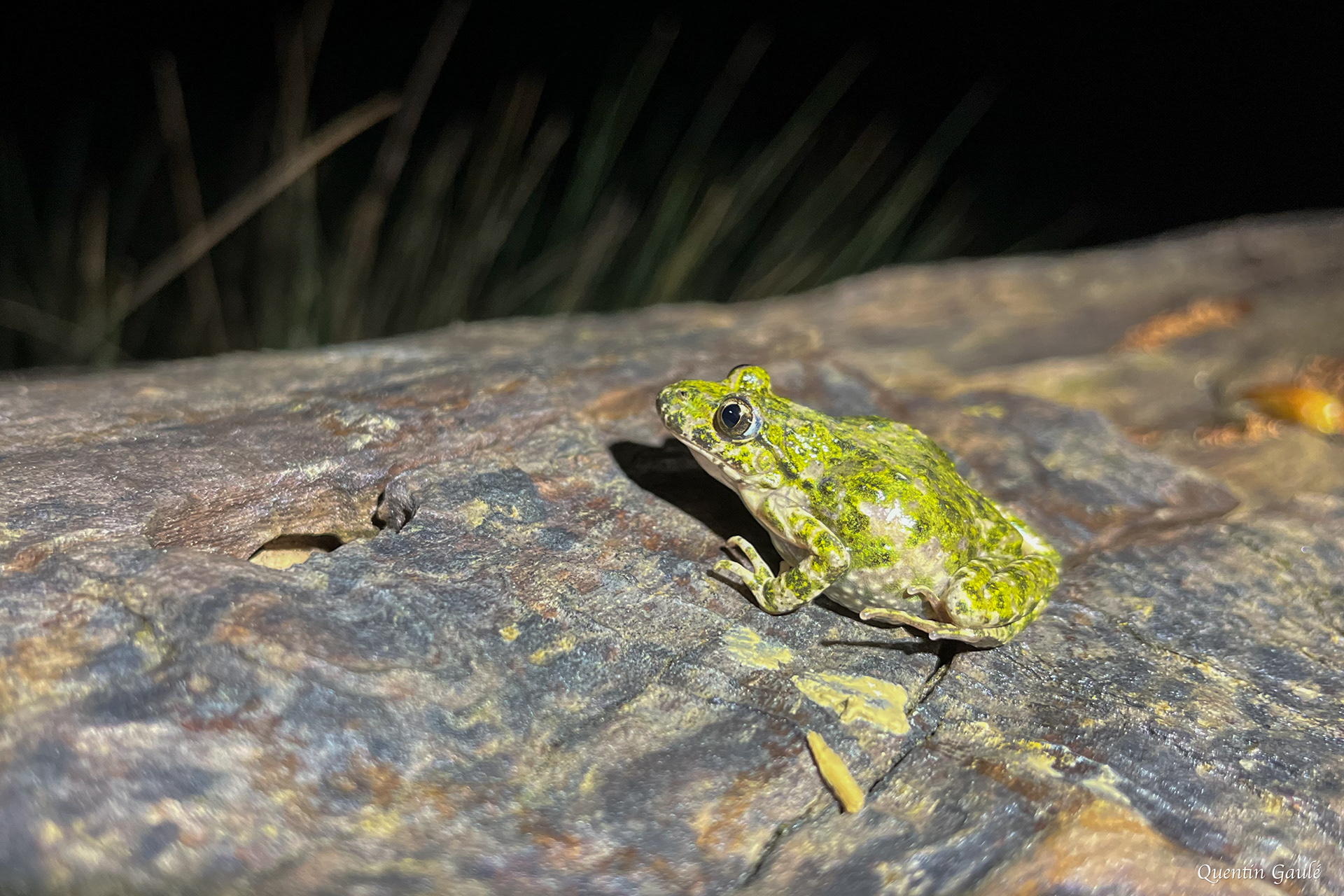Pélodyte ponctué (Pelodytes punctatus) - Azerat (24)