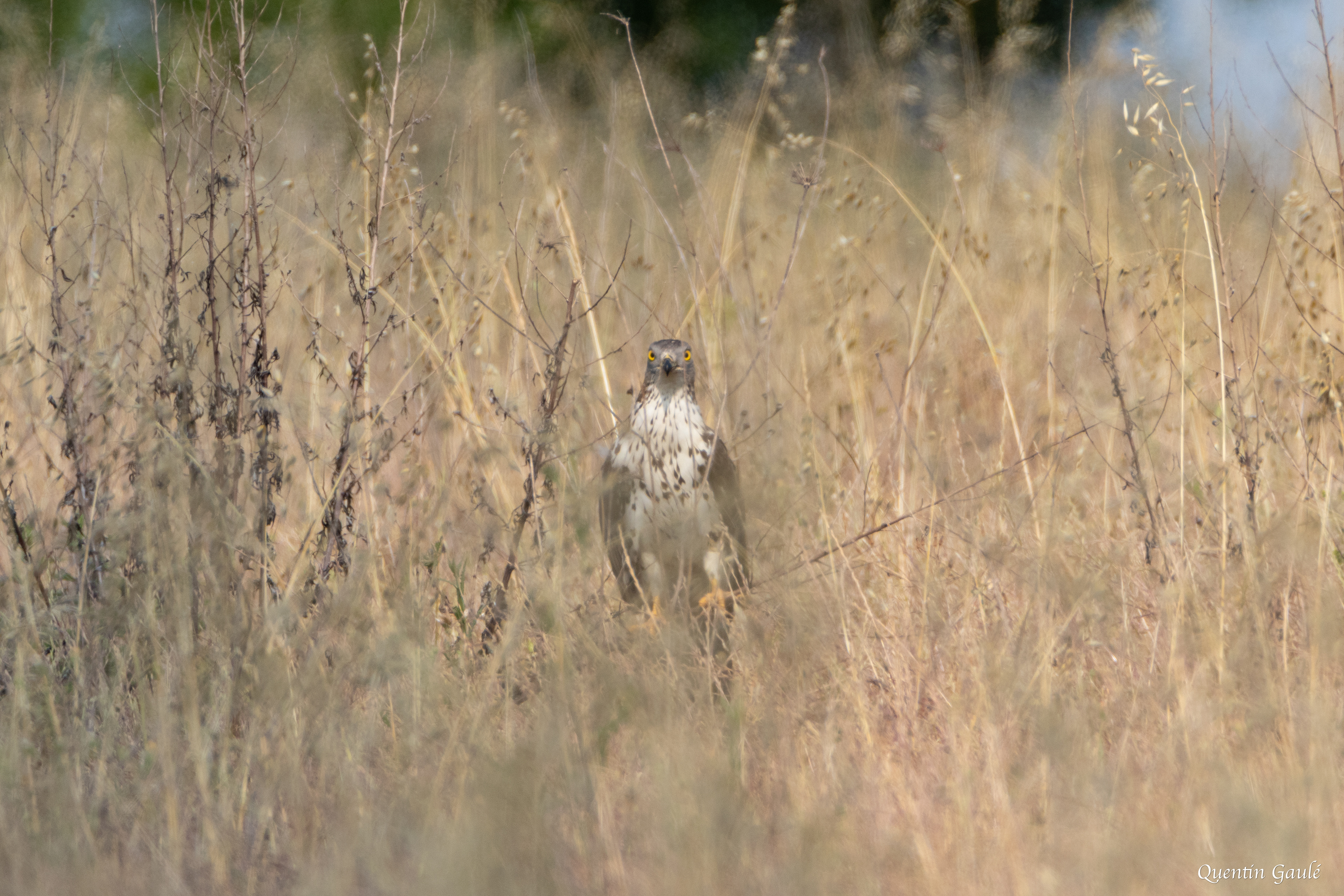 Bondrée apivore (Pernis apivorus) - Xambes, Charente (16)