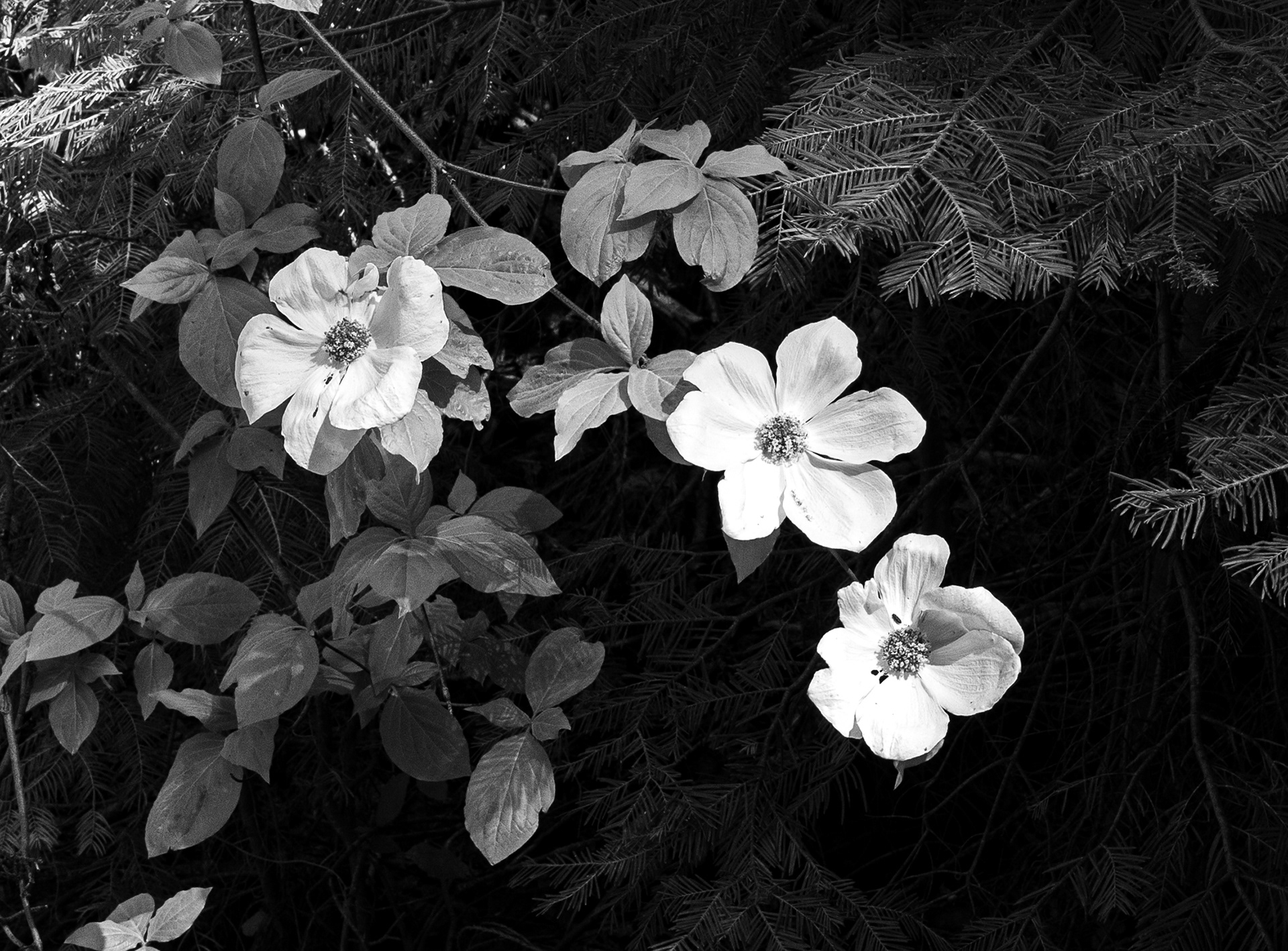 Dogwood