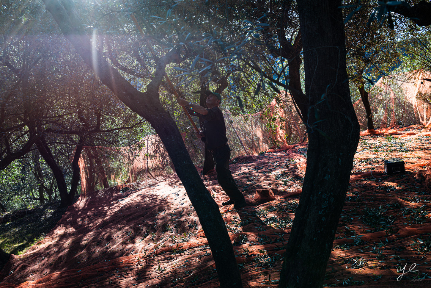 Olive harvest - the workers