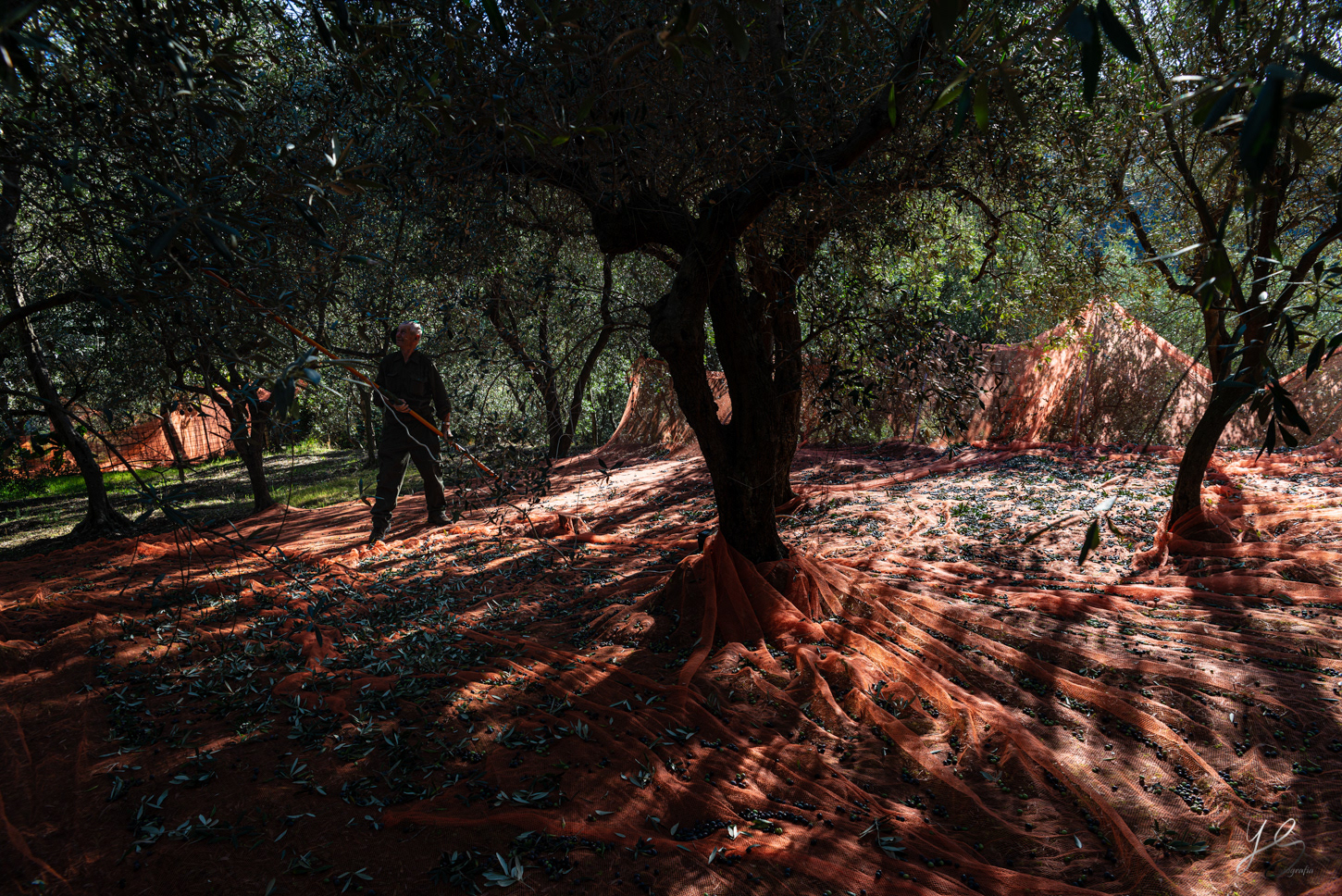 Olive harvest - the work