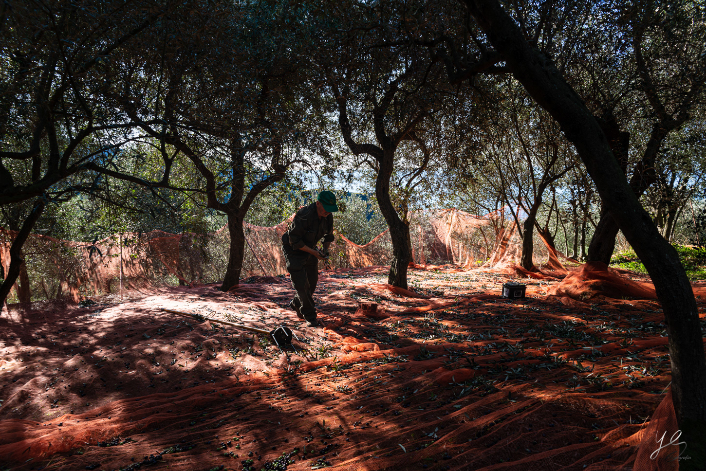 Olive harvest - the work
